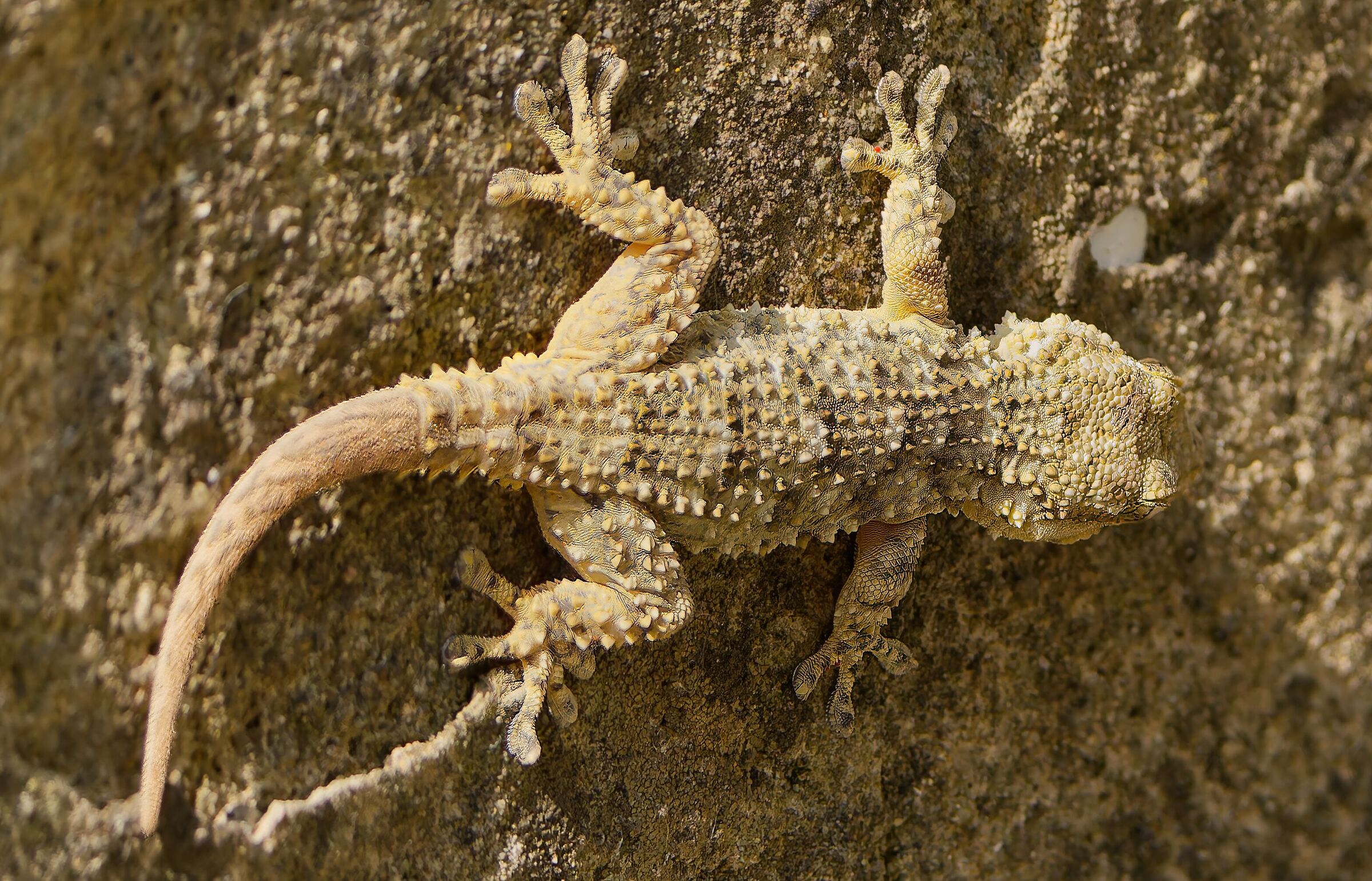 Tarentola mauritanica