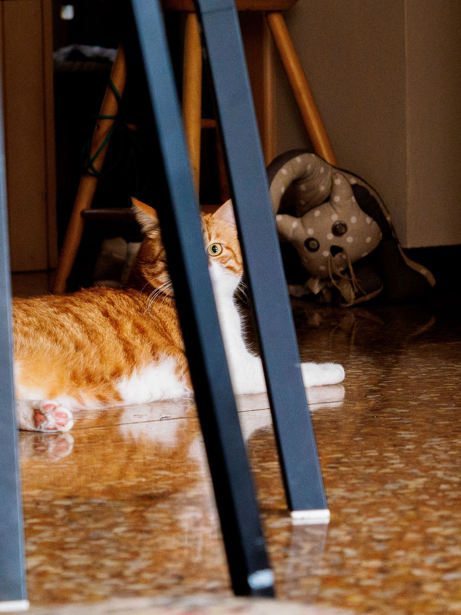 Cats