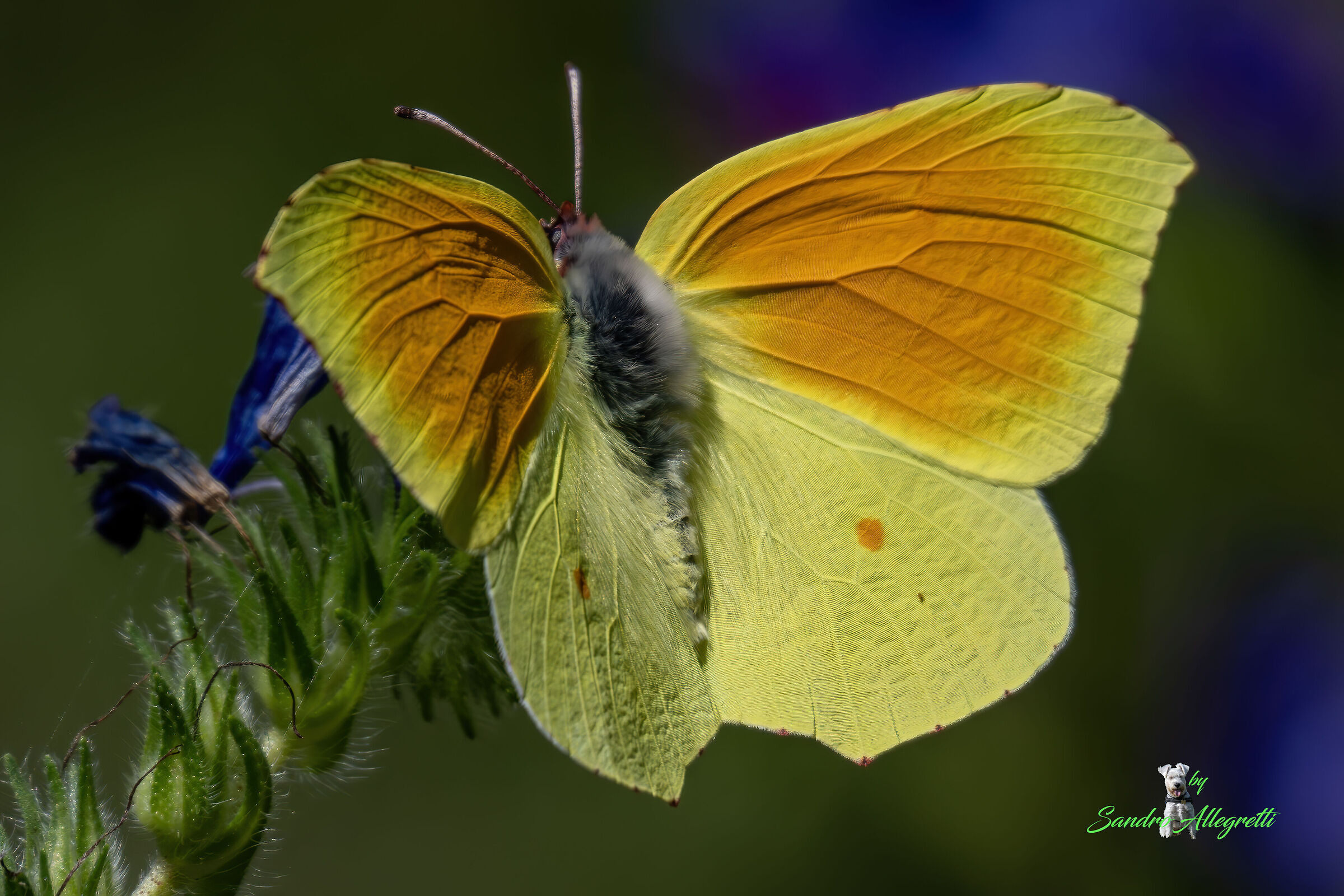 Gonepteryx cleopatra