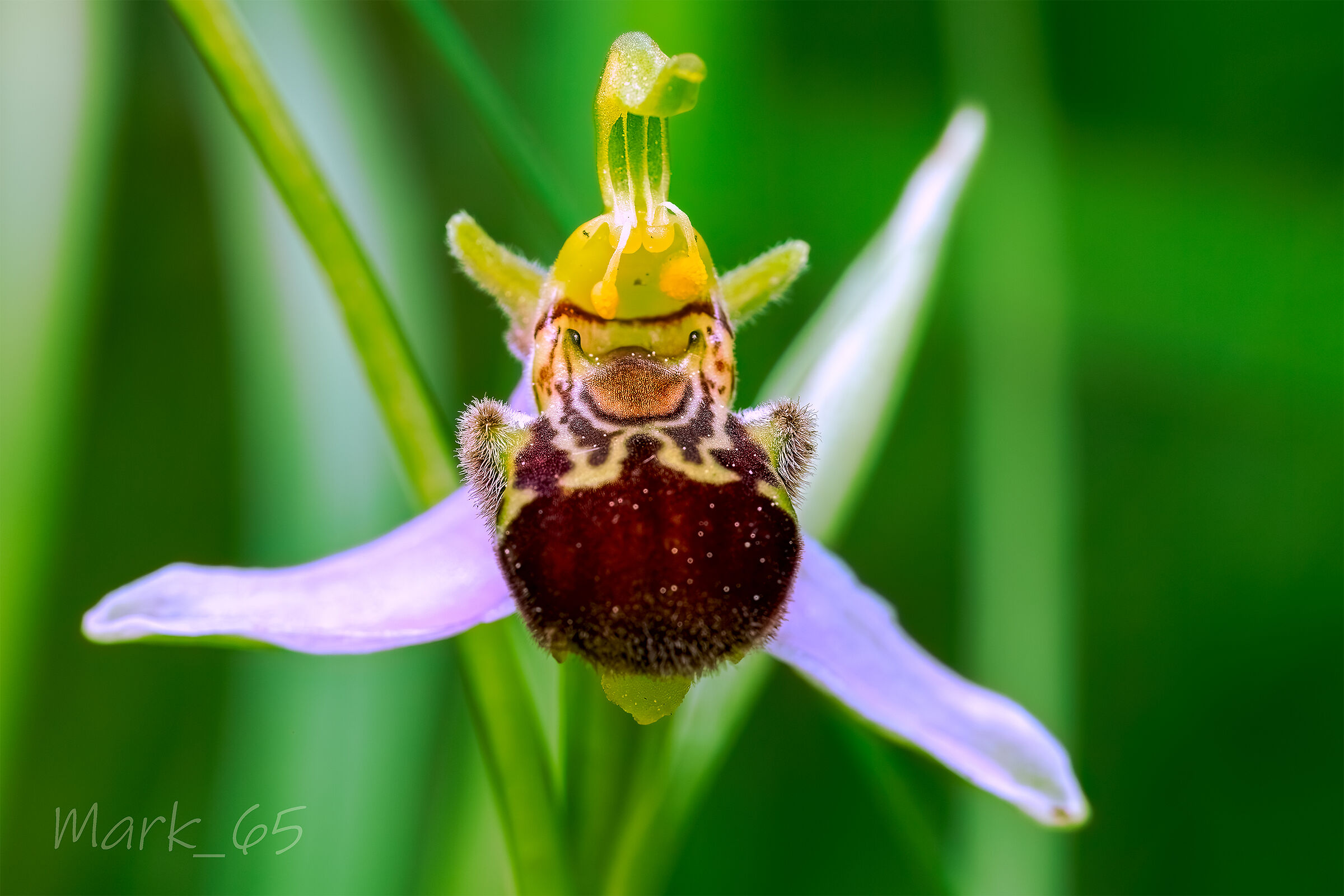 Apifera Ophrys