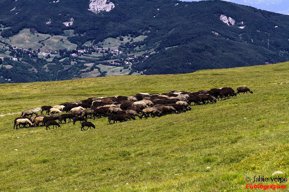 Goats grazing on the Maestro Cimon