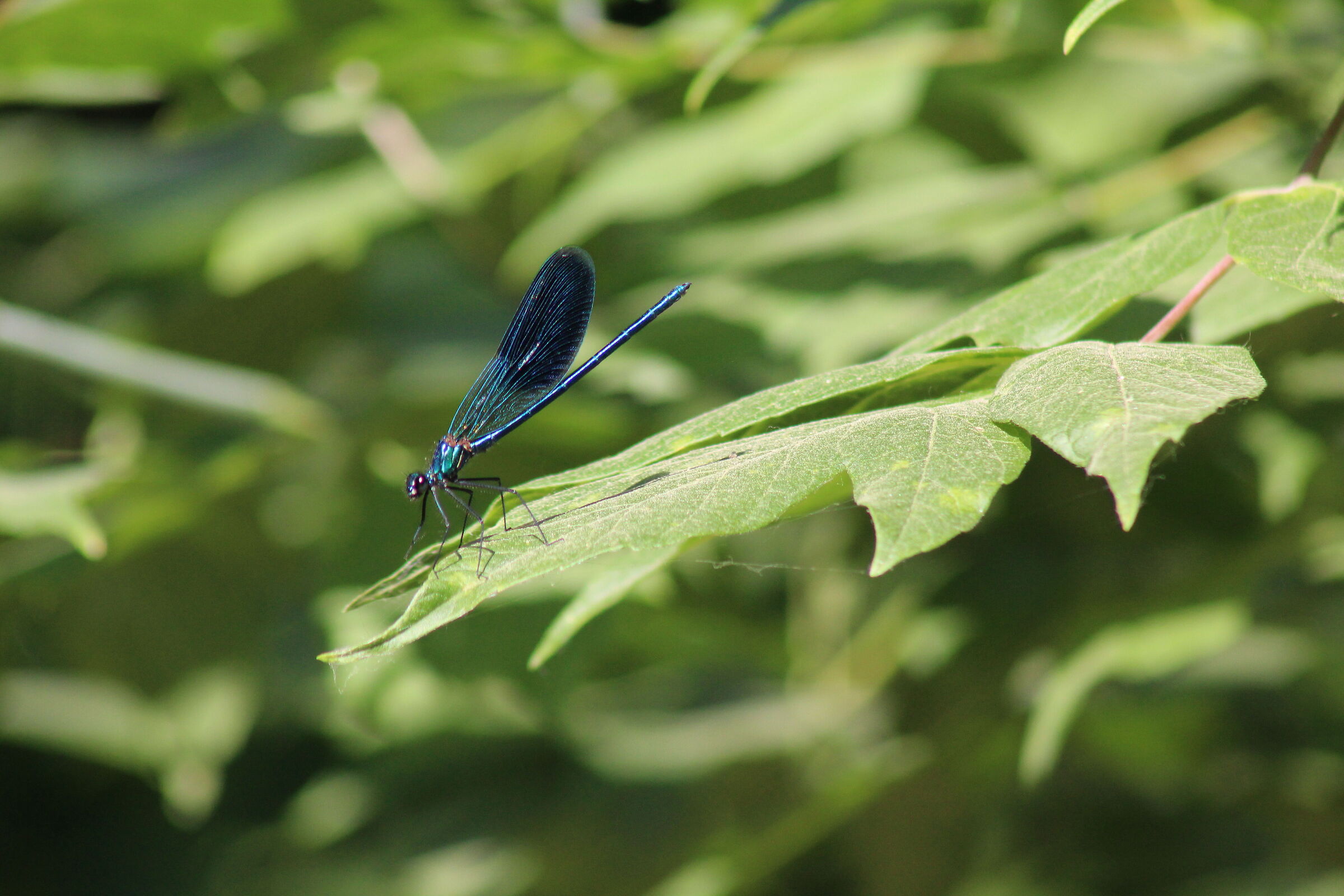 damigella splendente