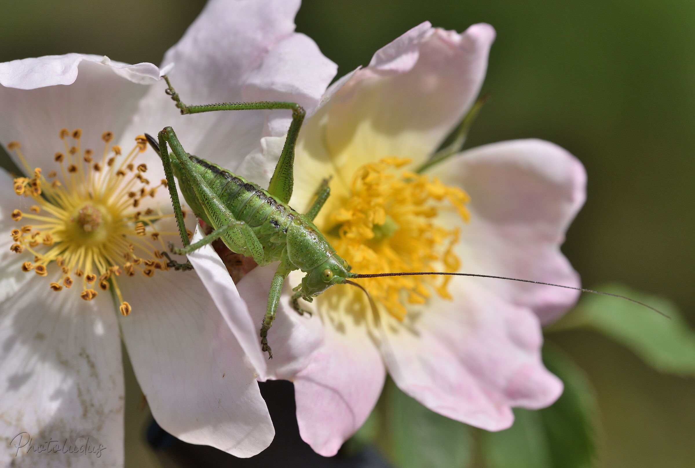 Tettigonia Viridissima