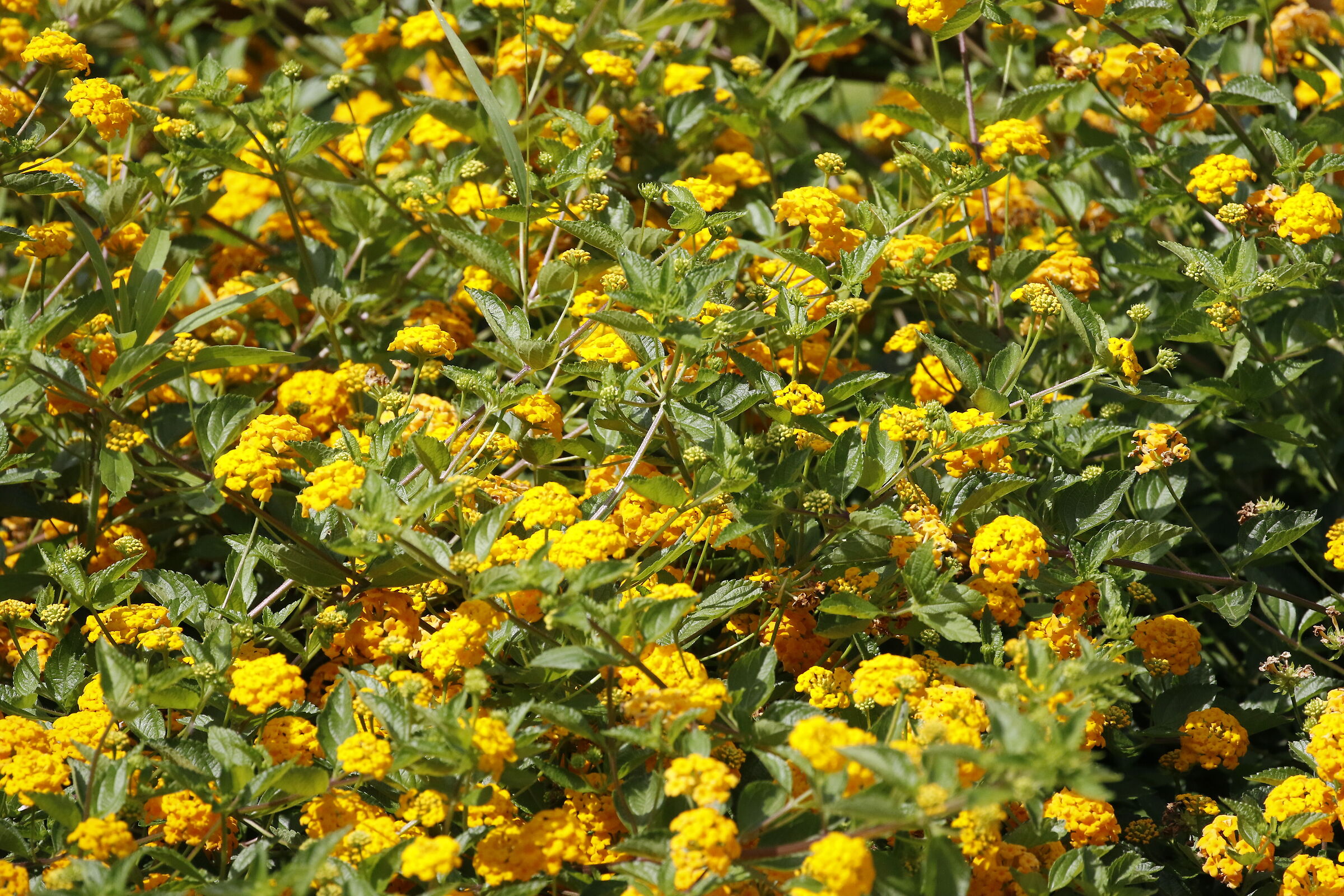 Crop " 6 Cento 40 ", Canon 100-400l IS USM II, 7 D...