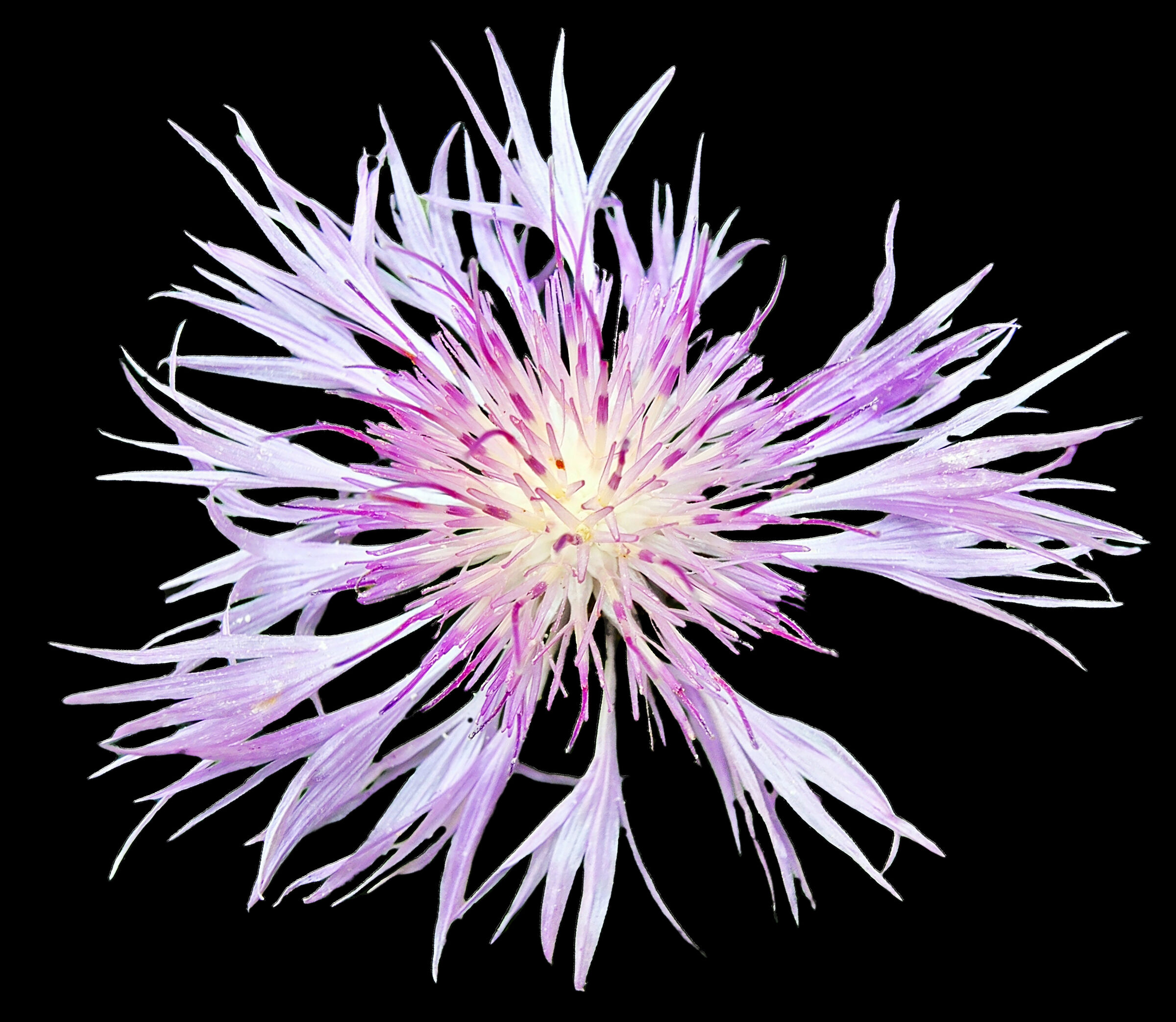 Centaurea Dealbata