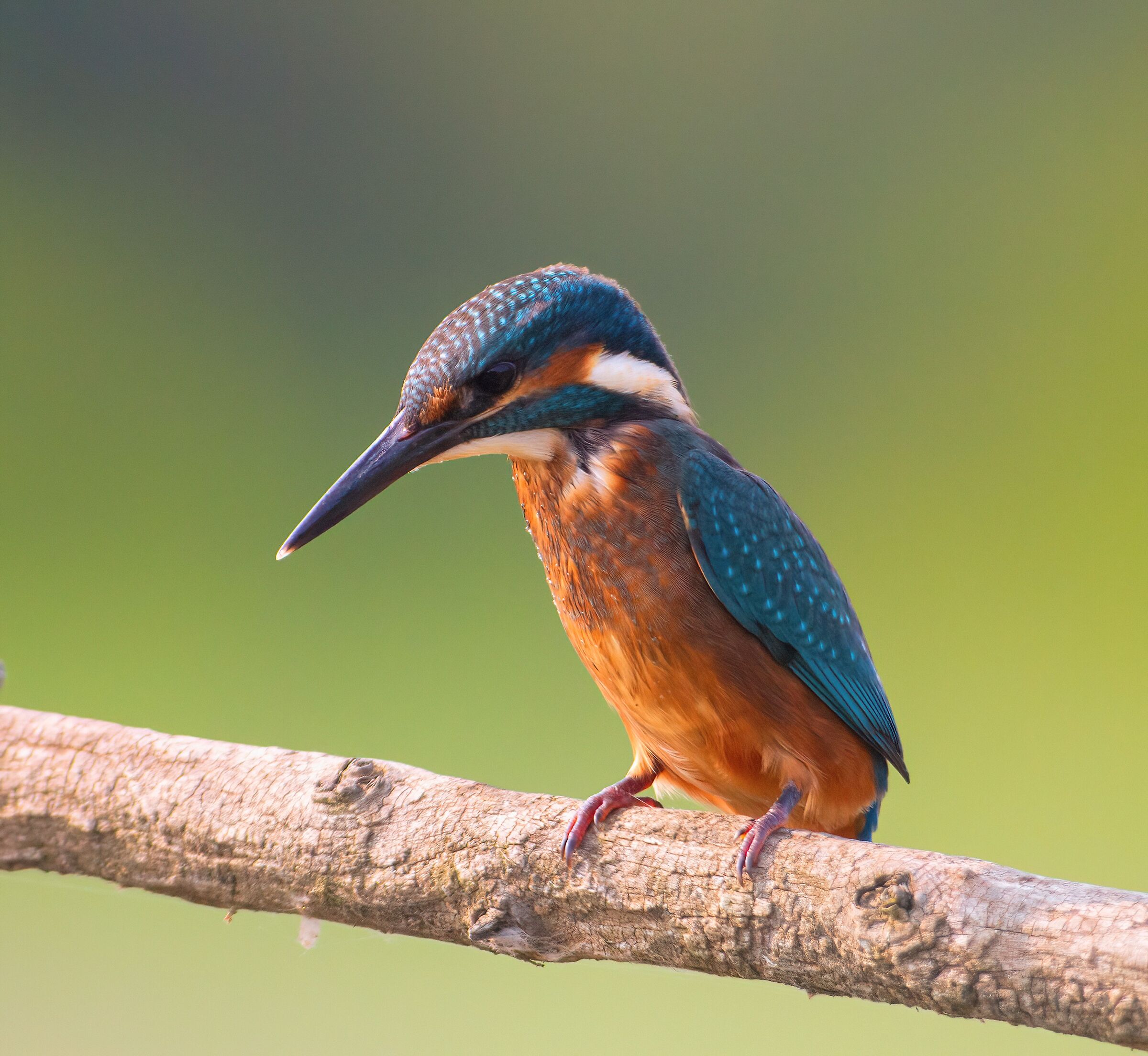 Kingfisher