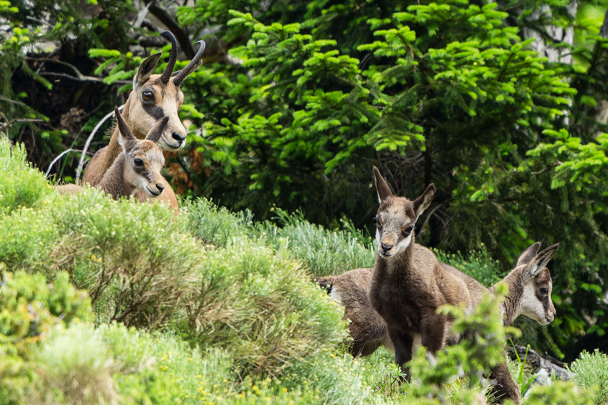 Mamma camoscio con i piccoli
