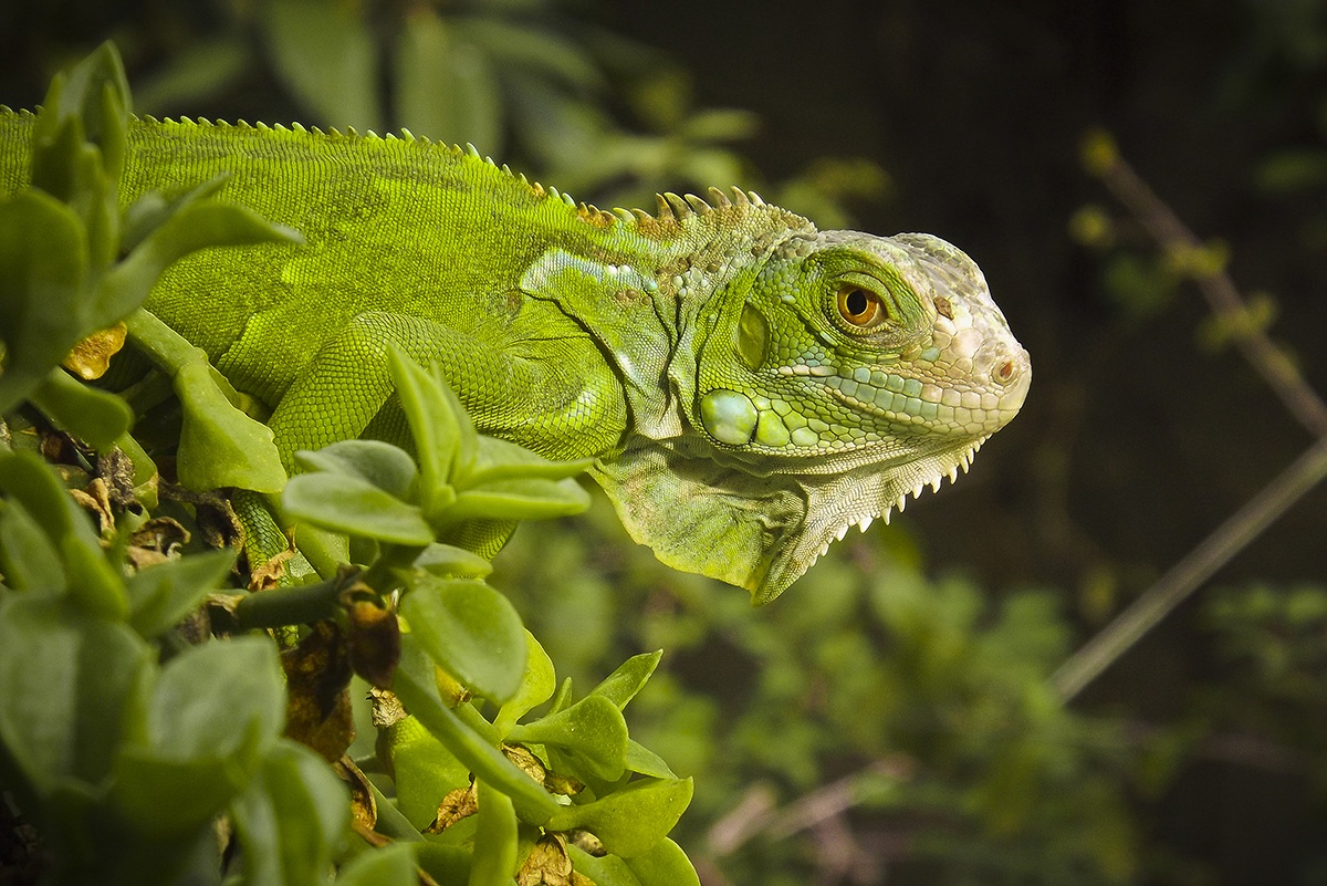 iguana-edy