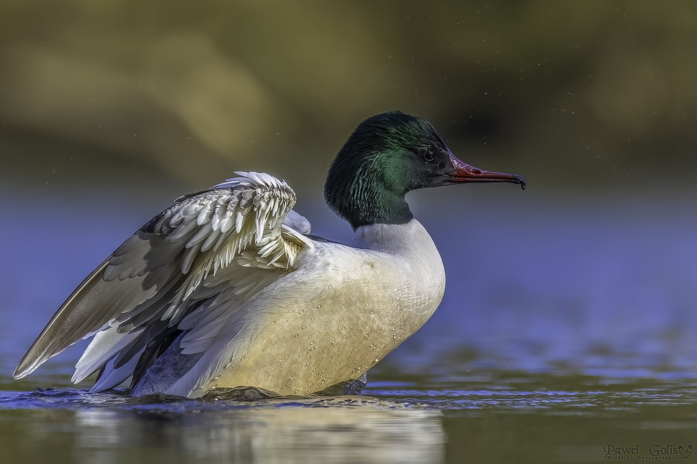 Mergus merganser (Smergo comune)