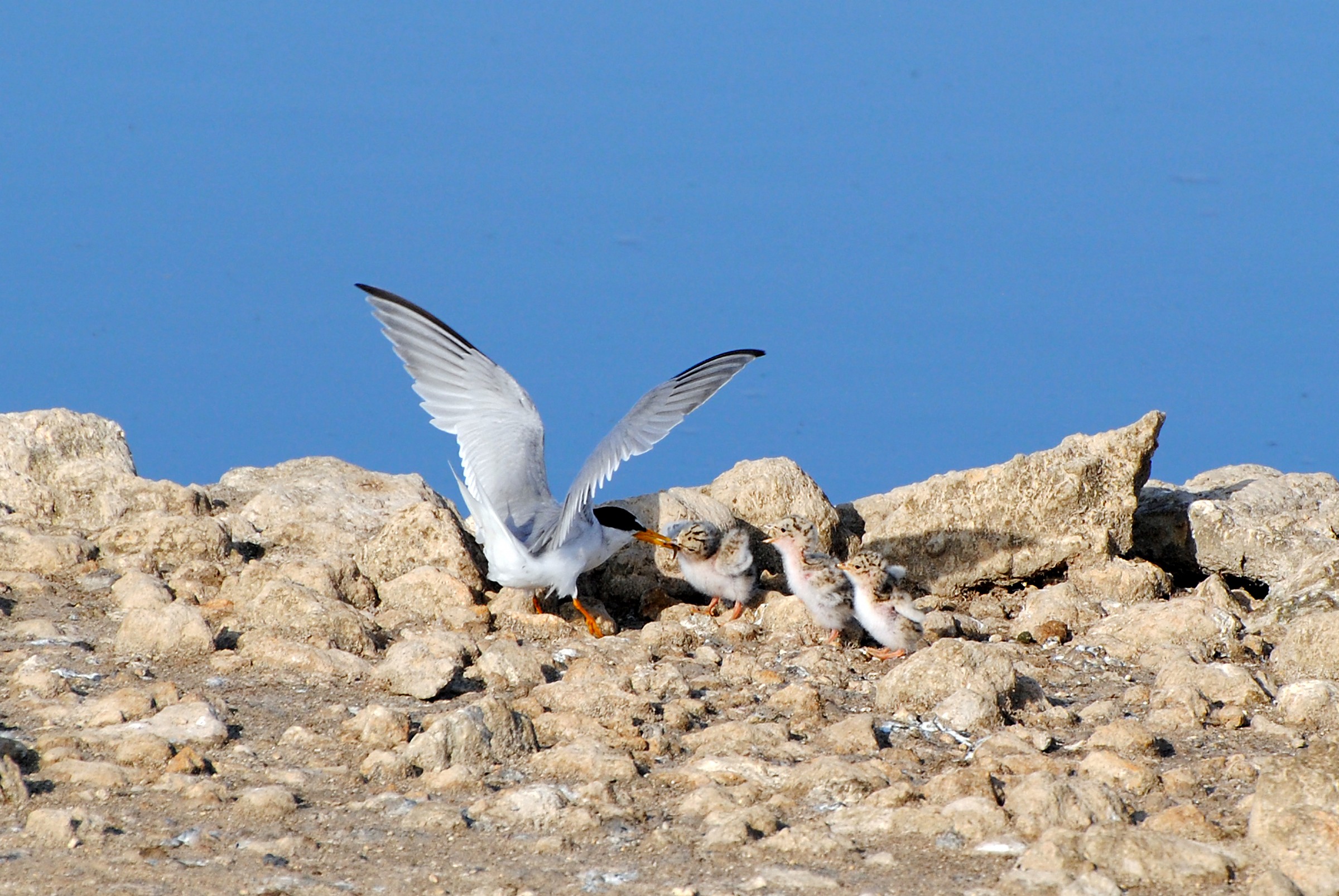 Little of Little Tern hungry