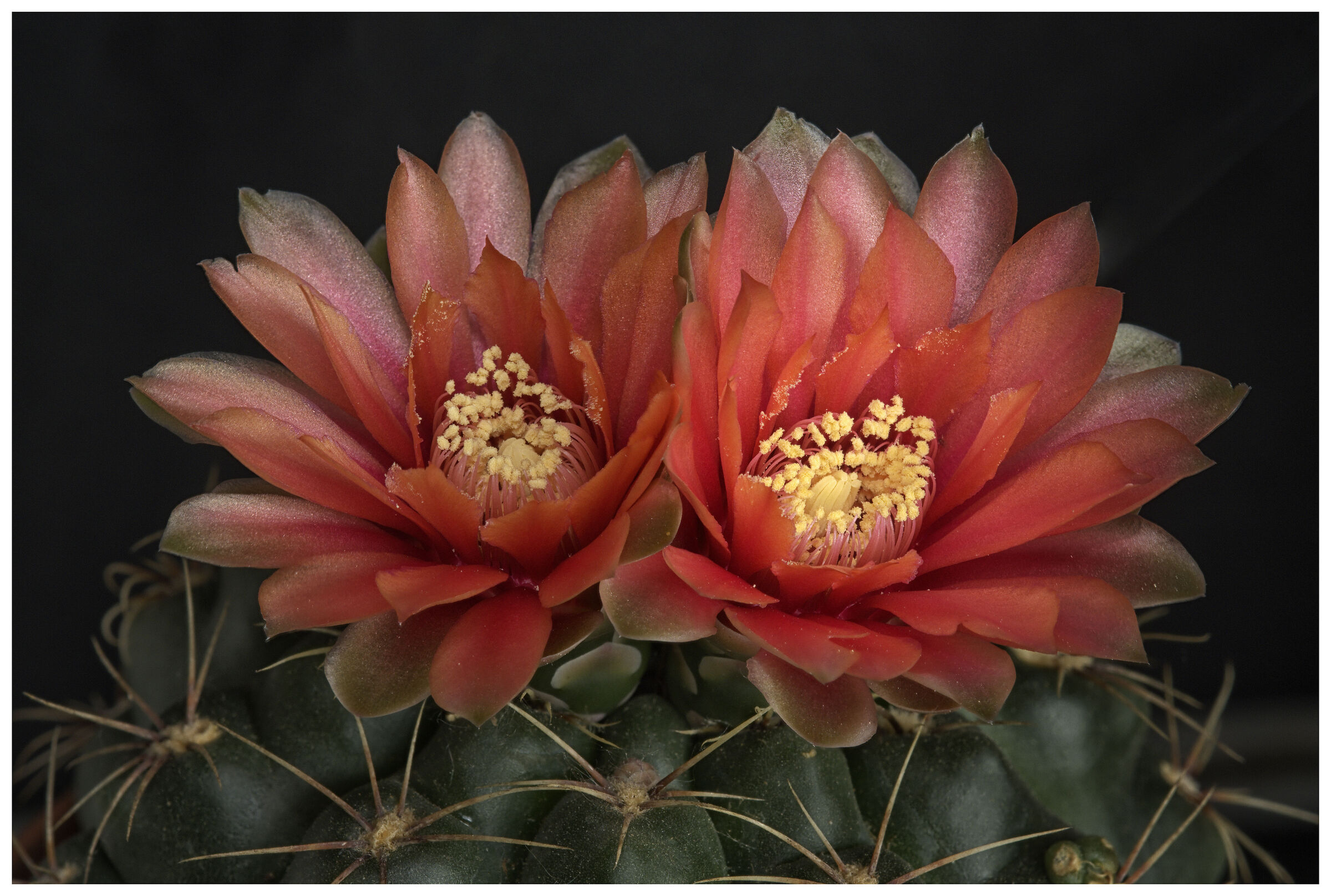 Gymnocalycium in fiore