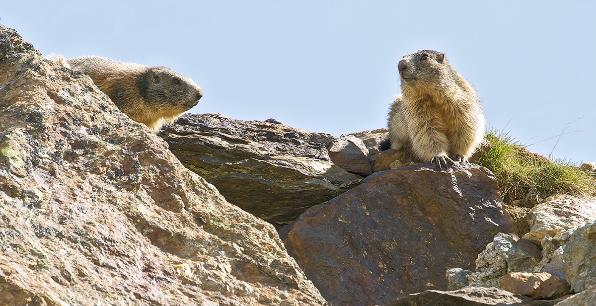 marmotte
