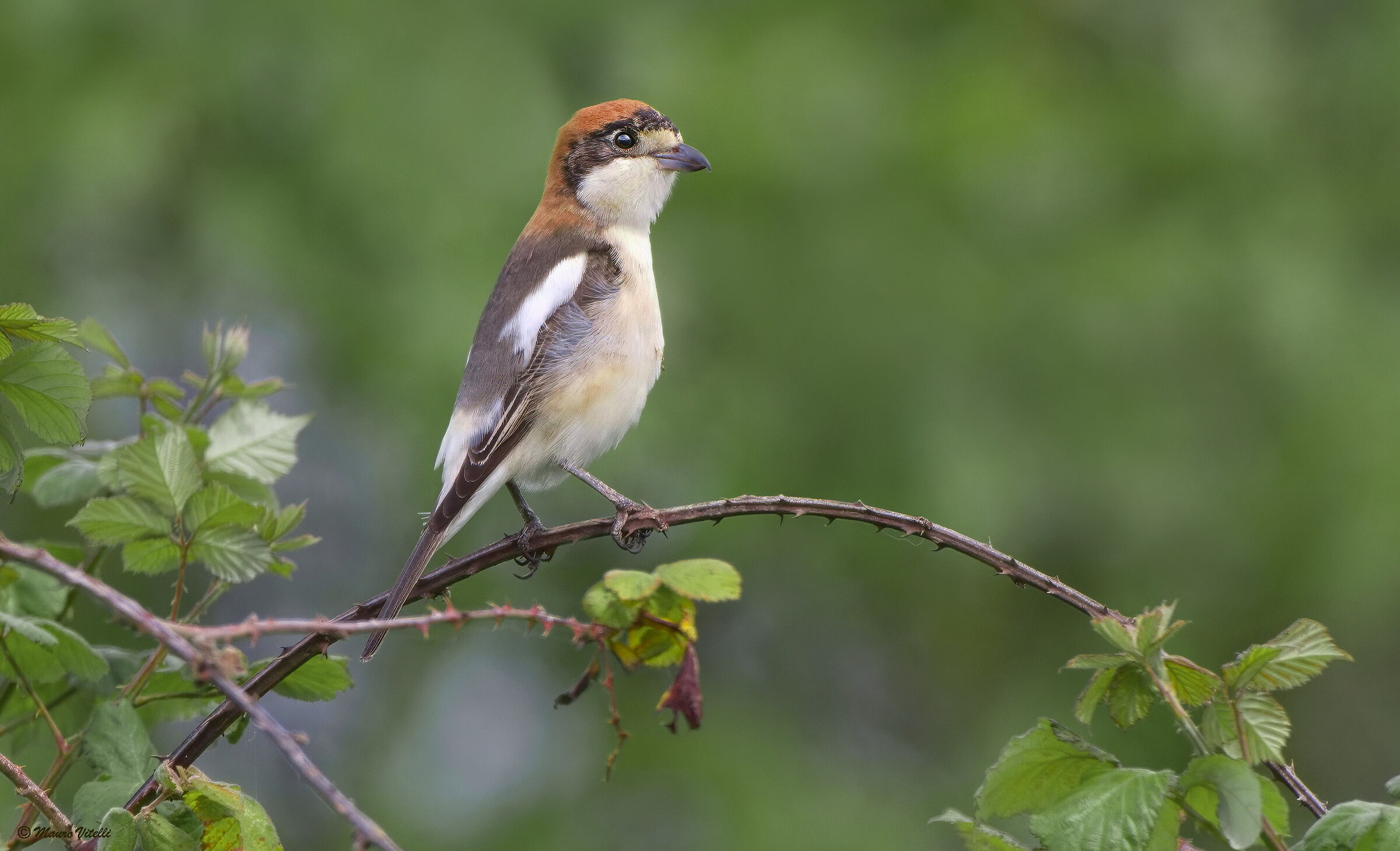 Redcap Shrike (Lanius senator)