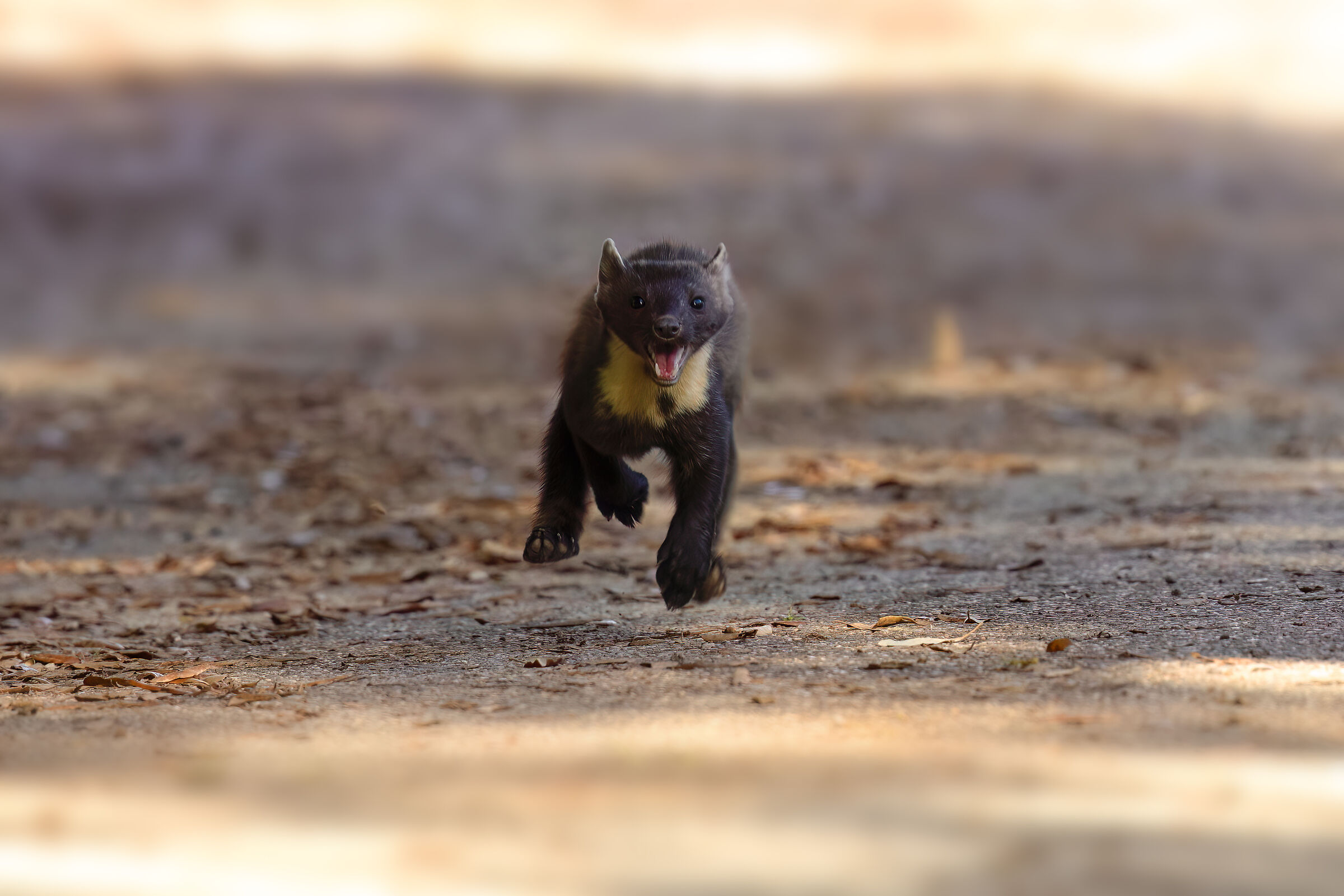 Pine Marten | Martes martes (Tuscany ? May 2025)