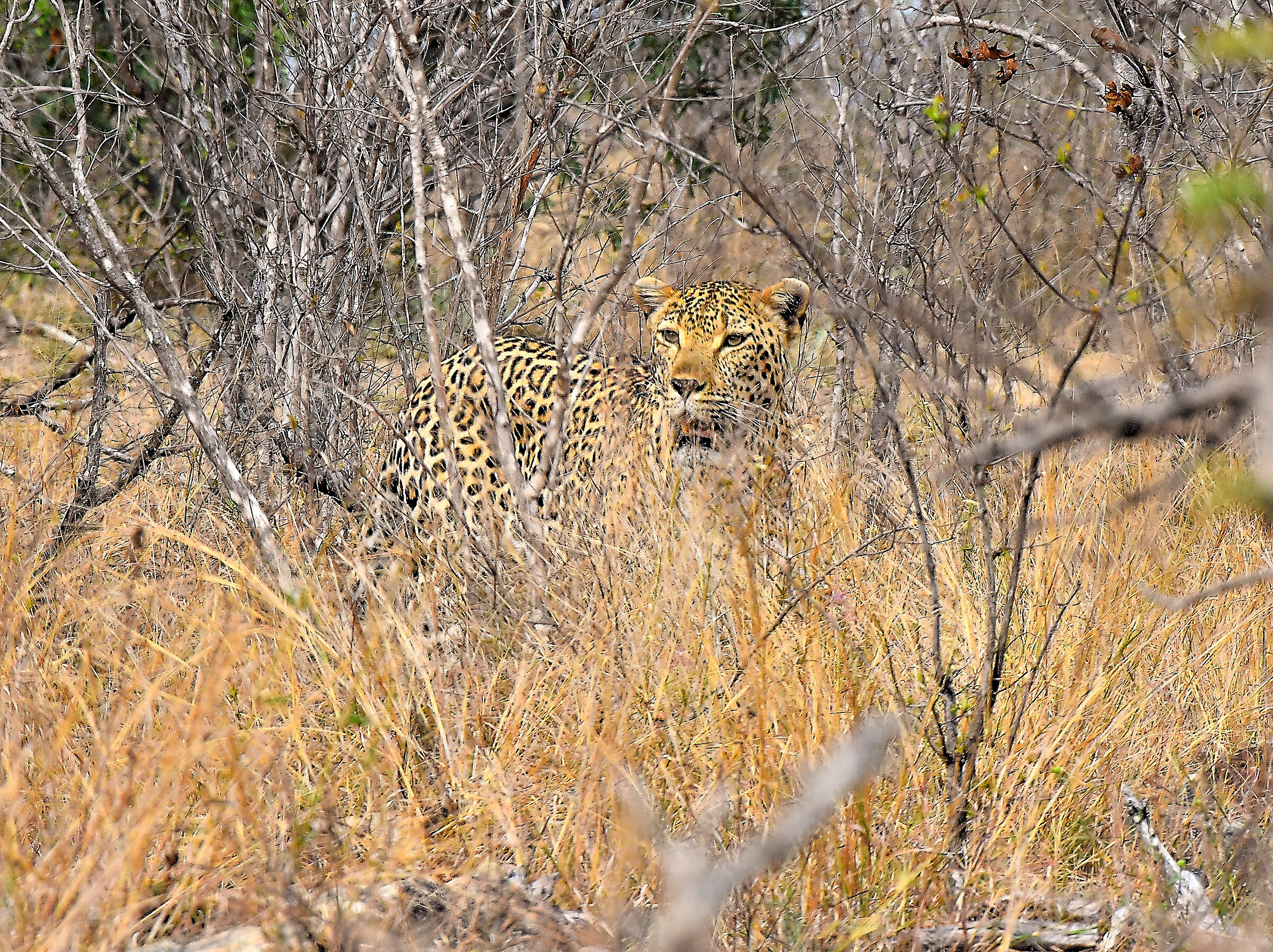 confondersi nella savana