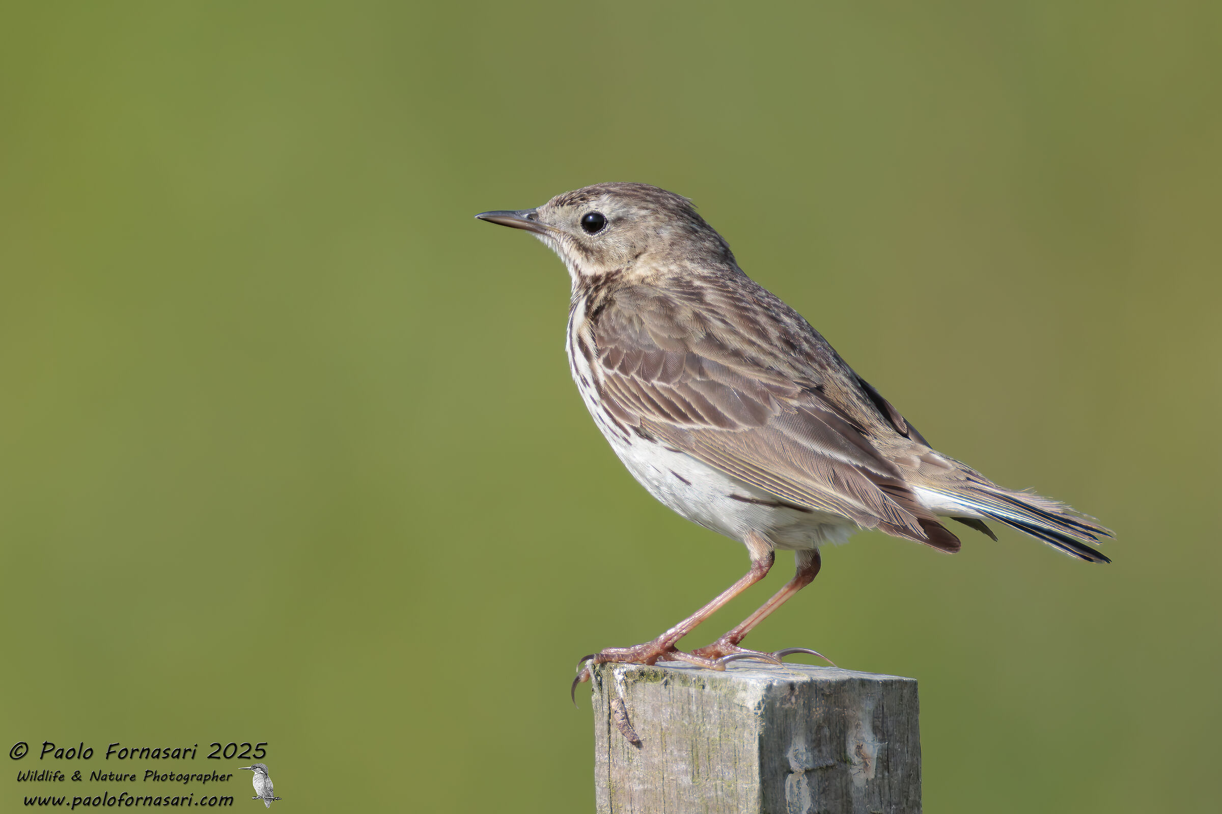 Pipit (Anthus pratensis)