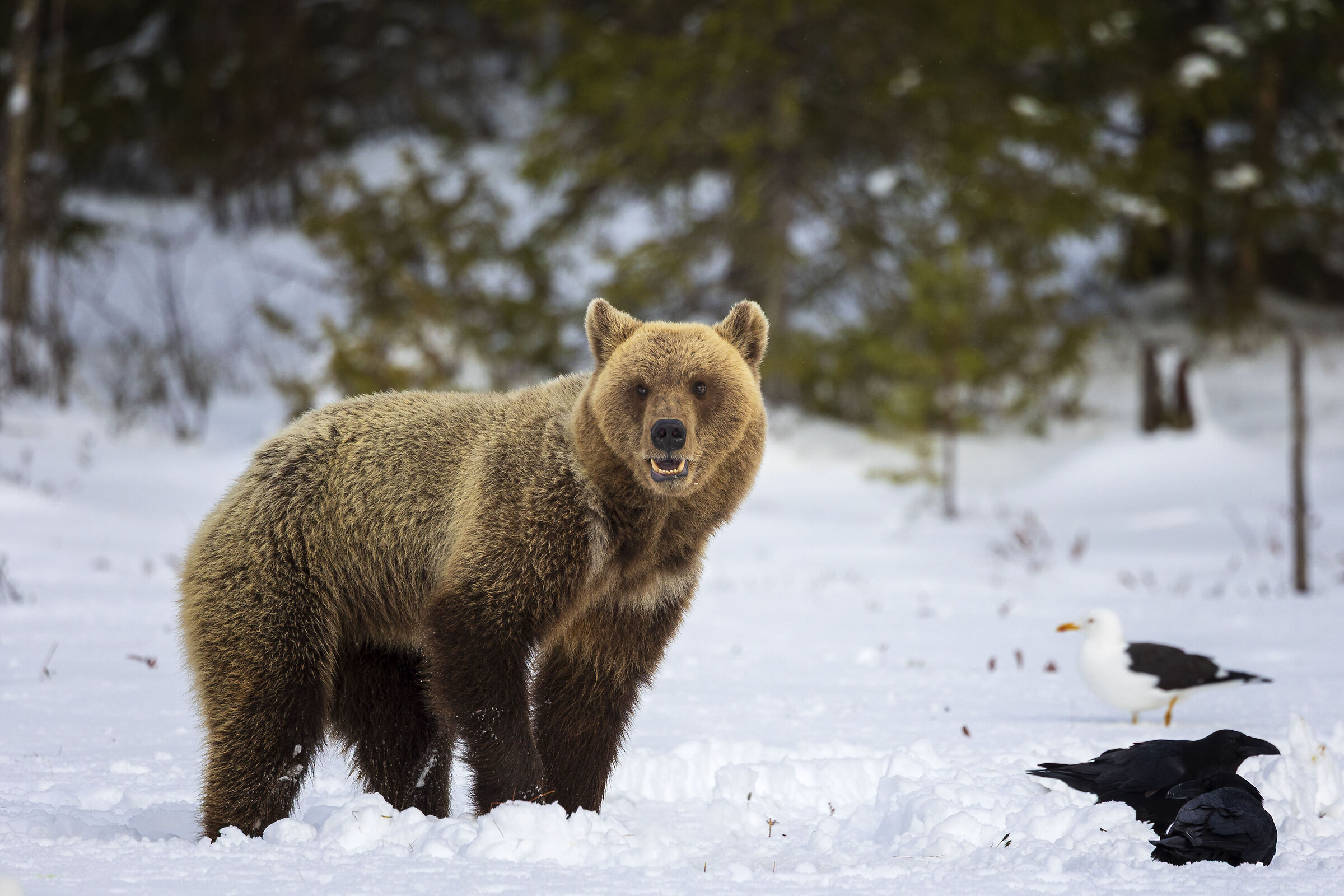 Orso