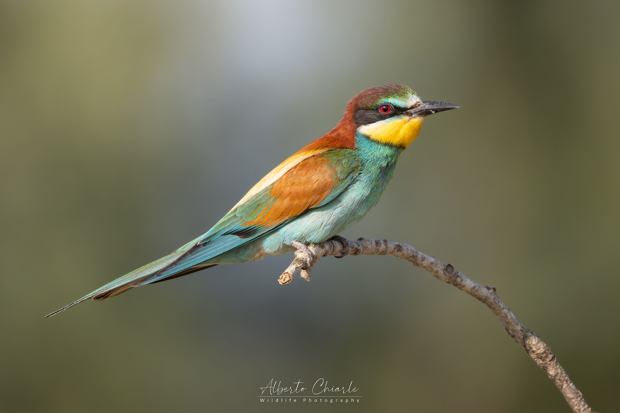 Portrait of a bee-eater