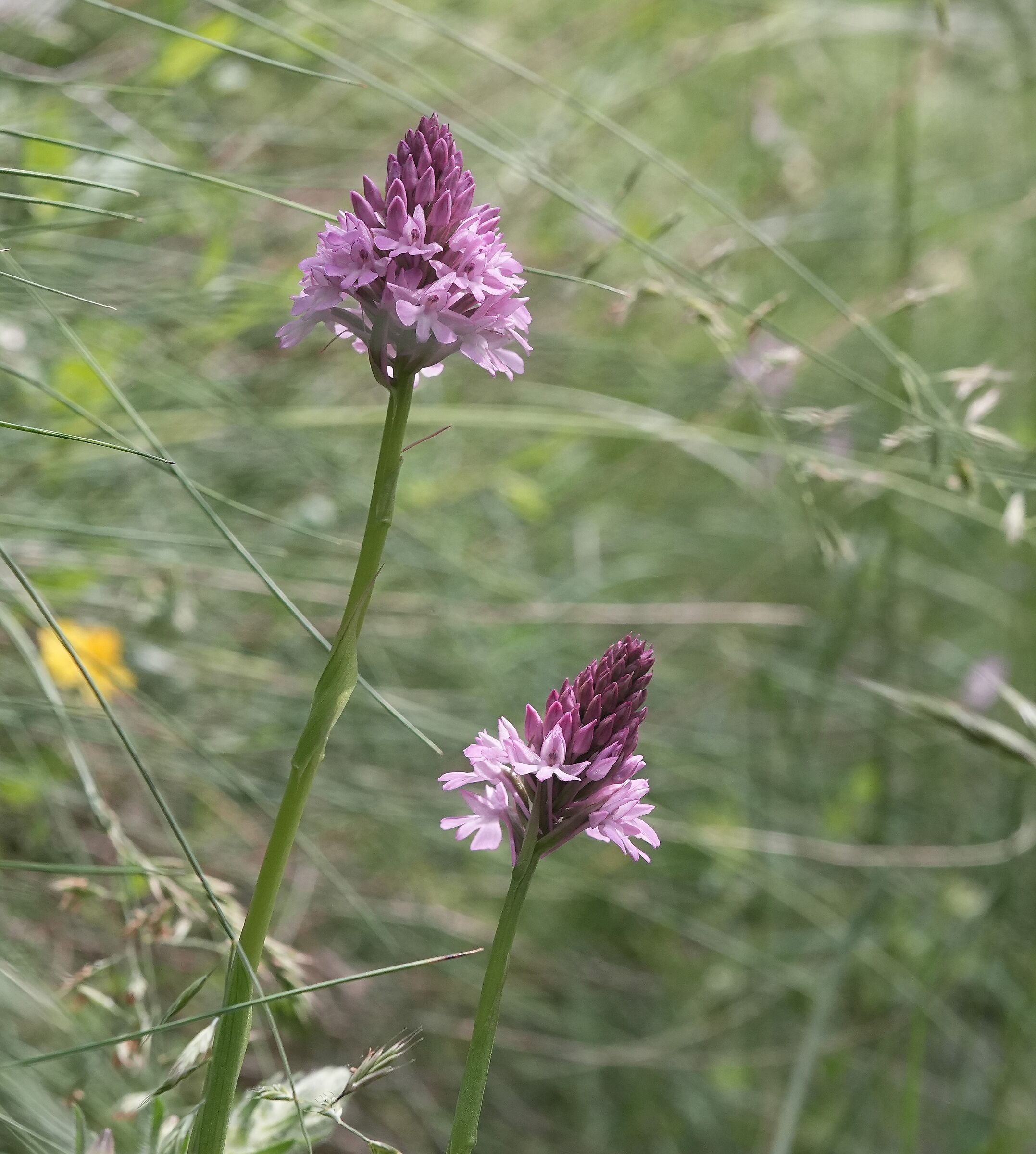Wild orchid, Anacamptis pyramidalis