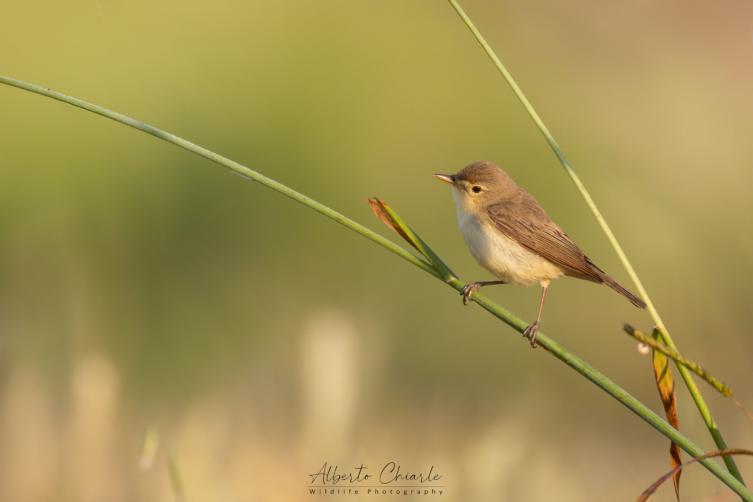 Reed Warbler