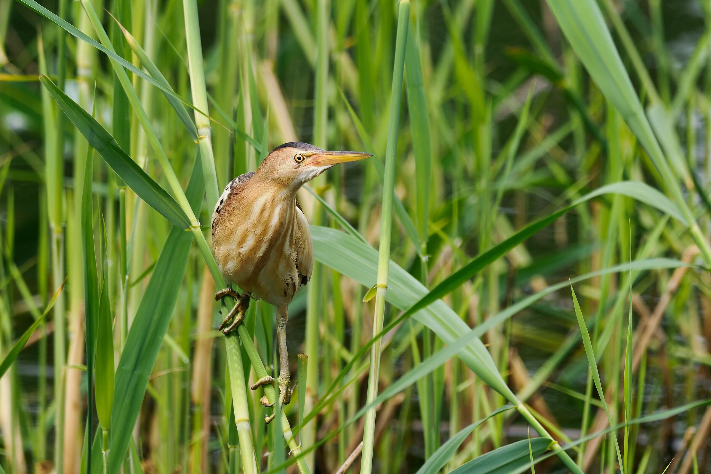 Little bittern