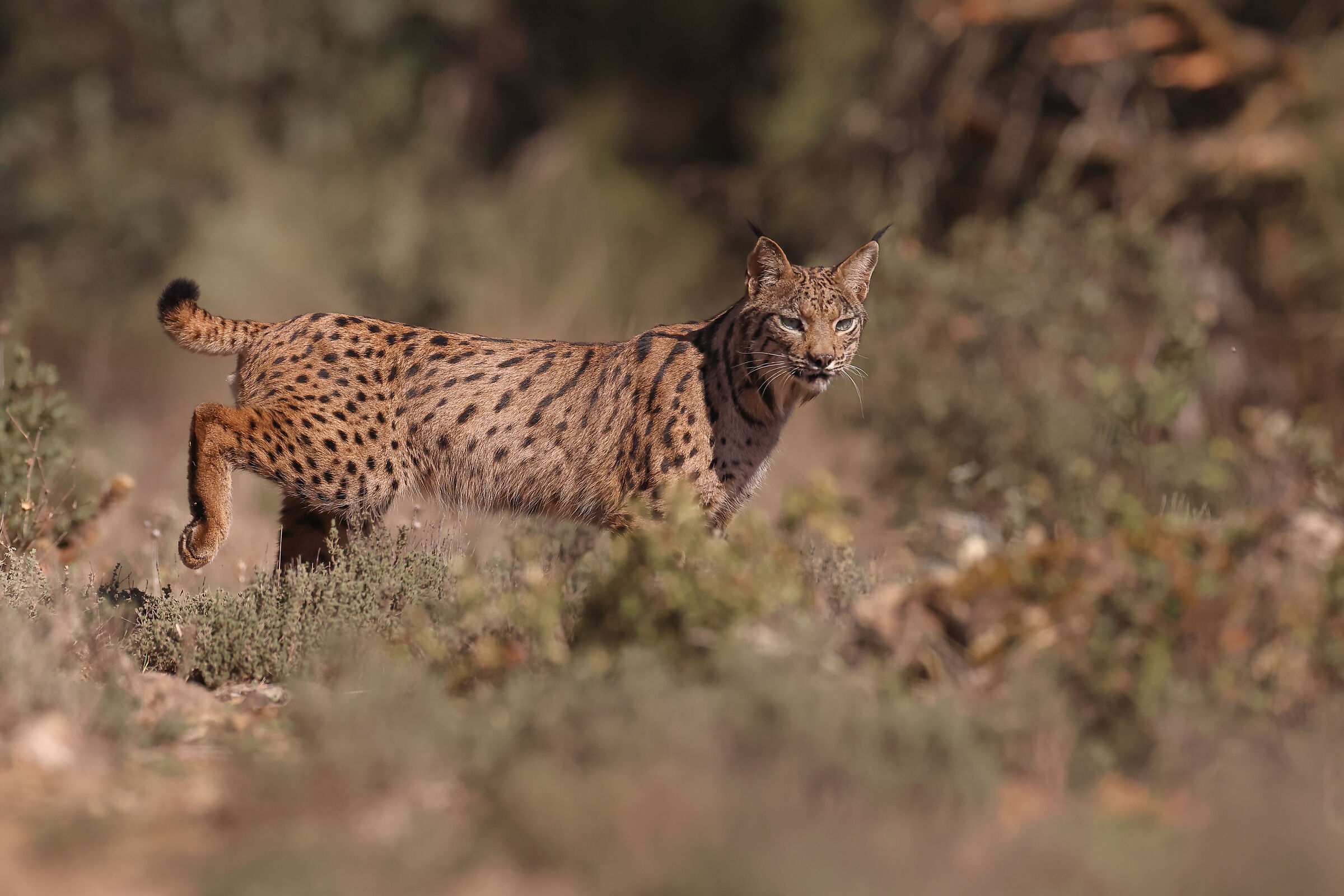 Lince pardina maschio