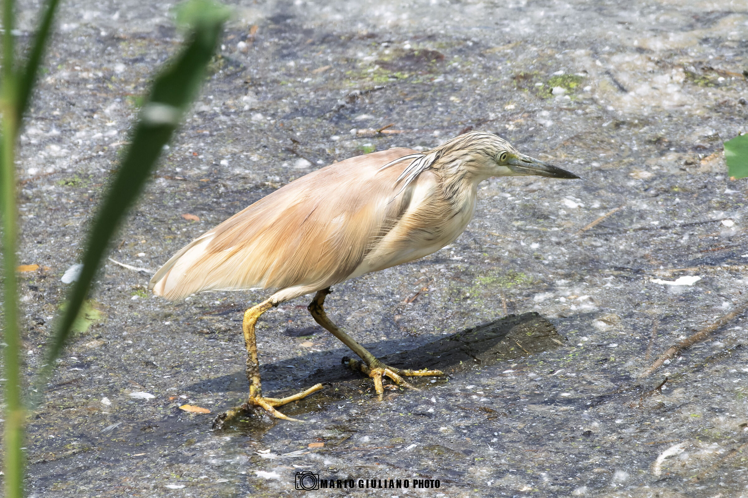 Squacco heron