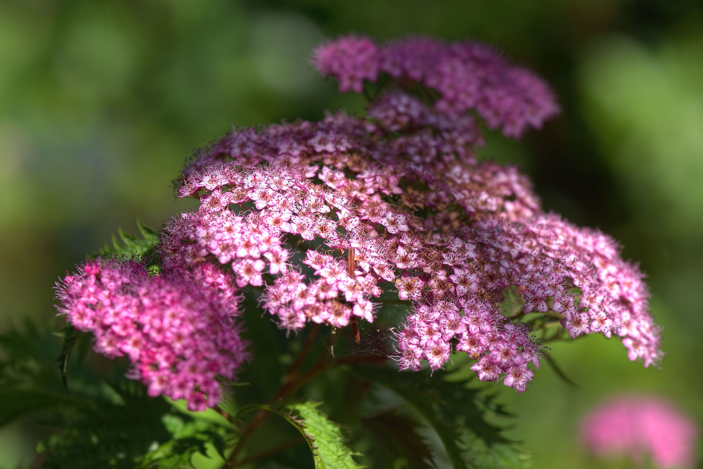 Spirea