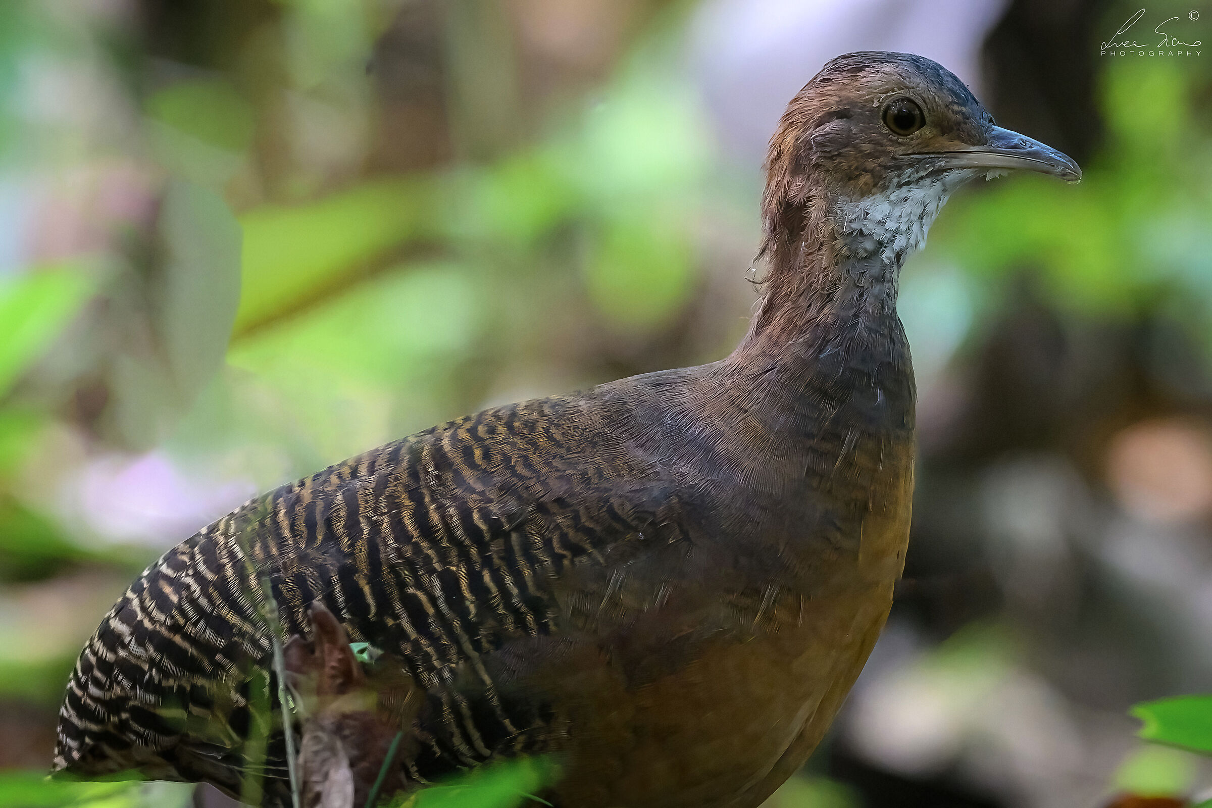 Crypturellus cinnamomeus