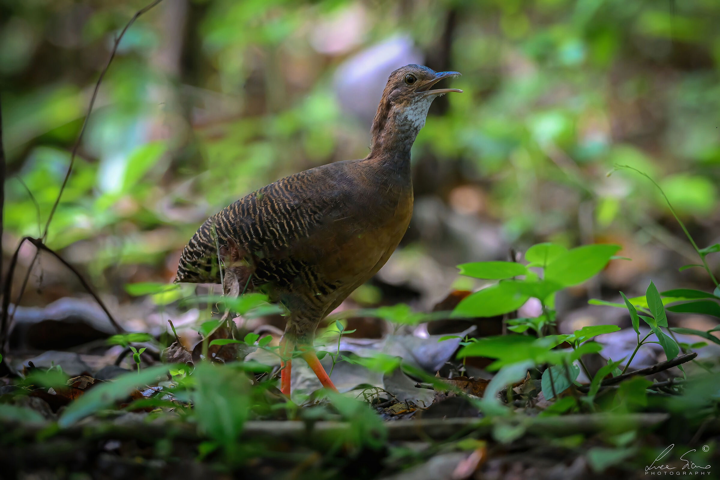 Crypturellus cinnamomeus