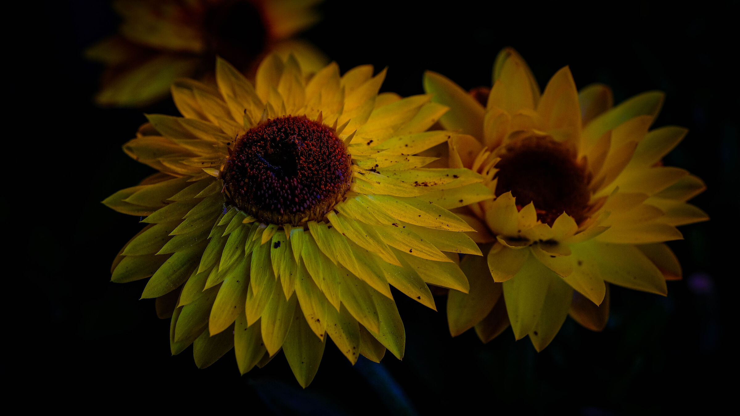 Sunflower and Shade