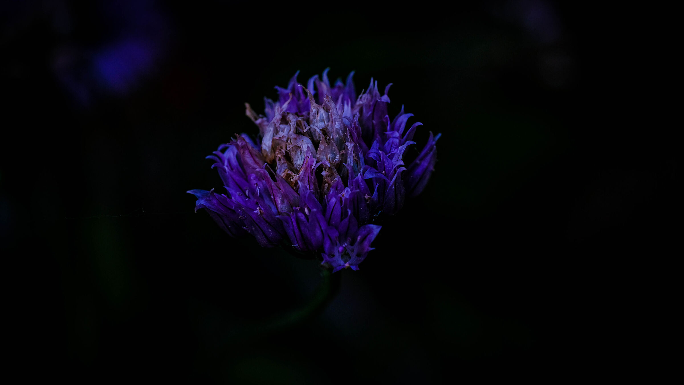 Il Pallido Viola