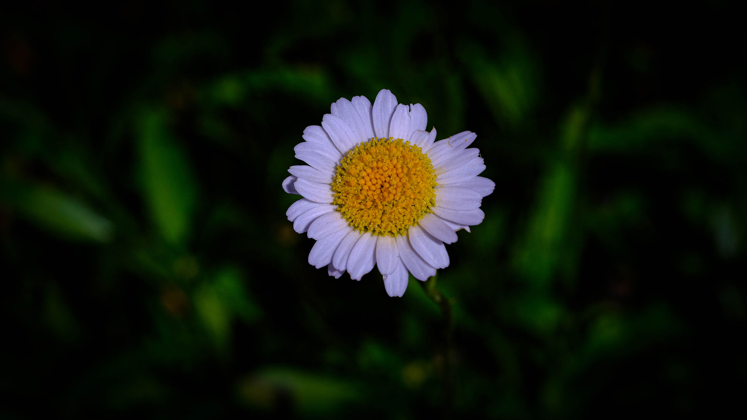 Margherita so simple