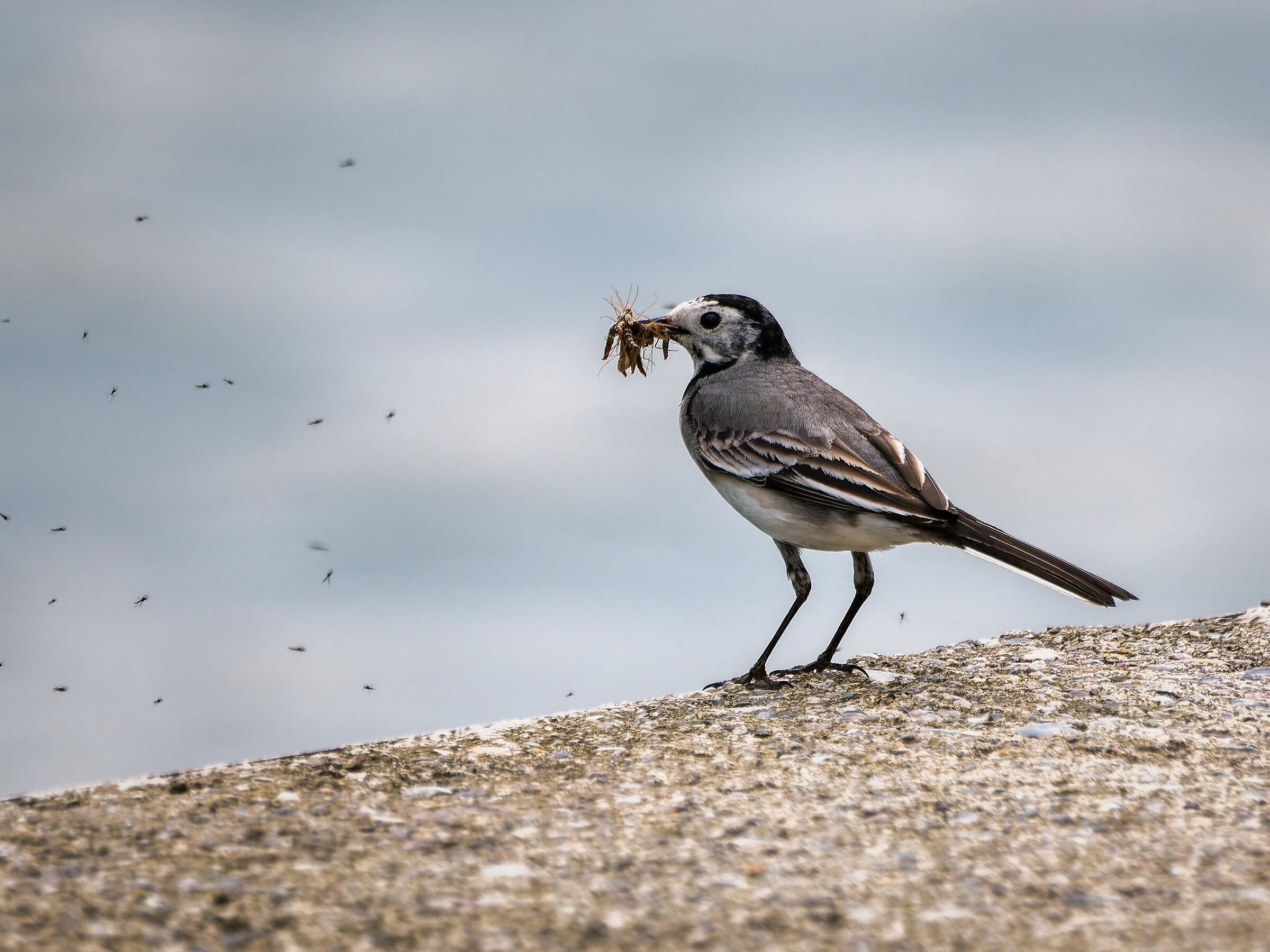 White wagtail