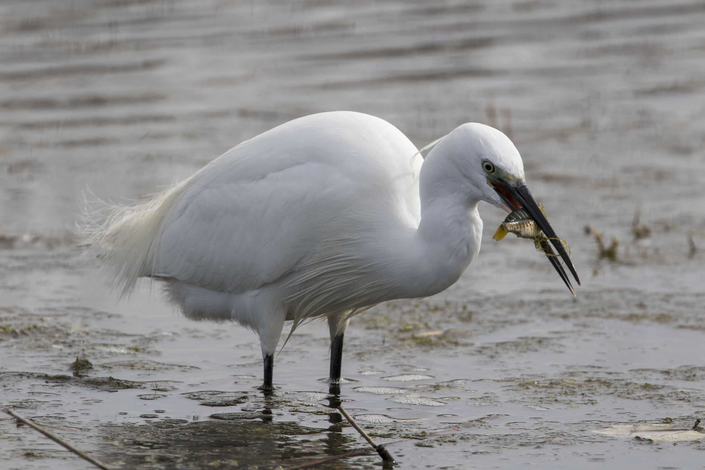 Egret meal, enjoy your meal 1