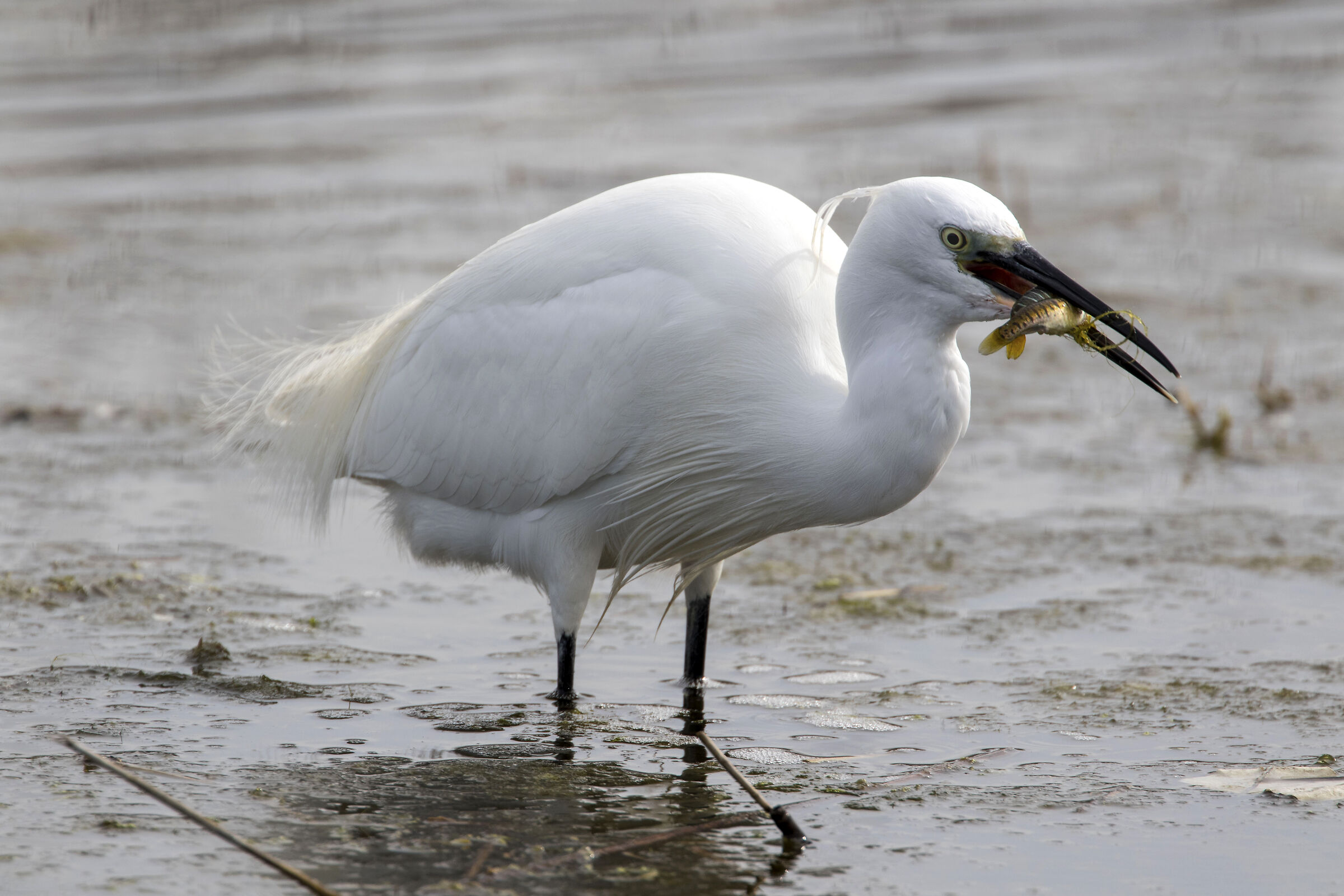 And there are two !! Beautiful Egret Fishing 2
