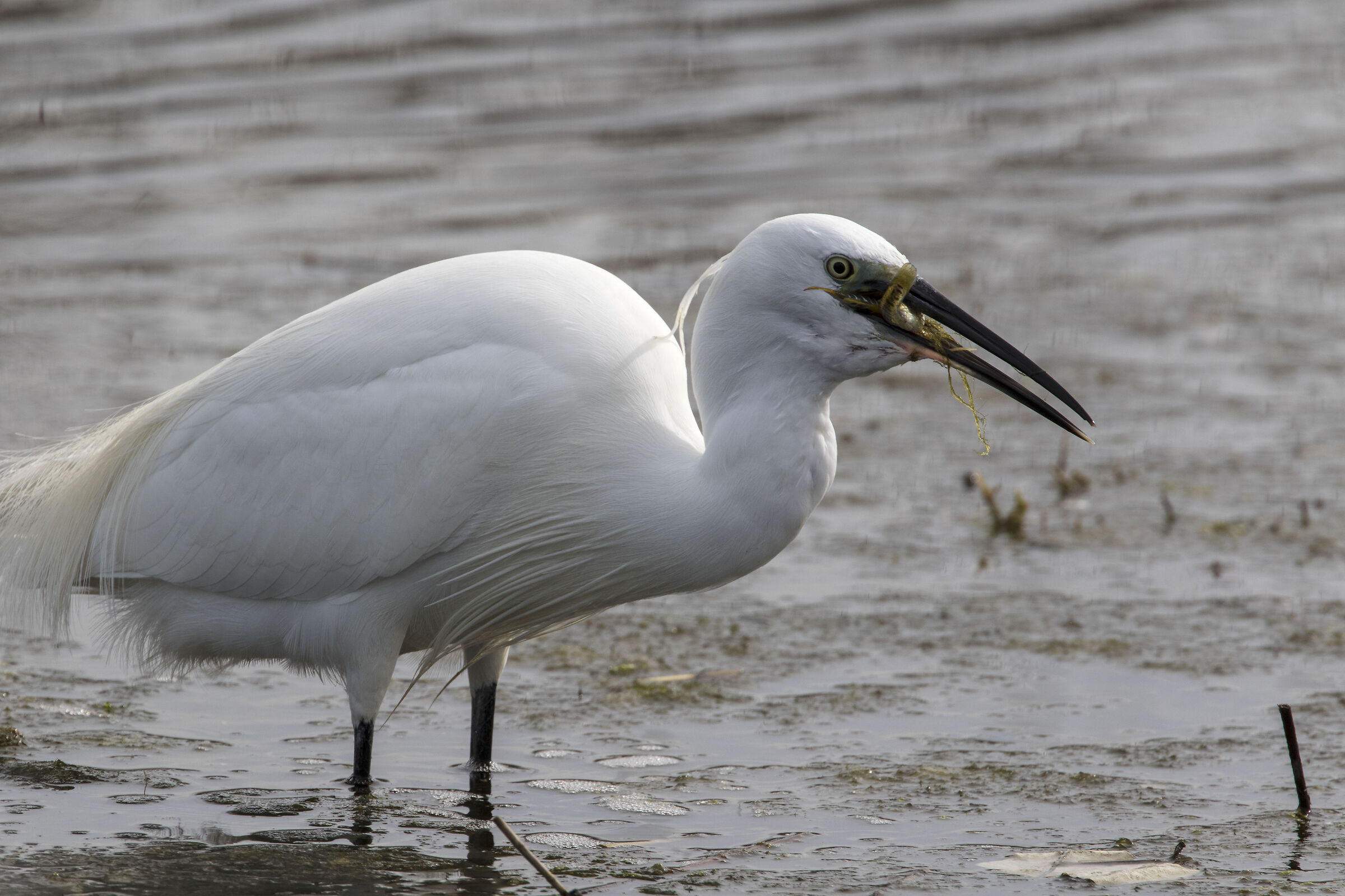 End of the Egret meal 3