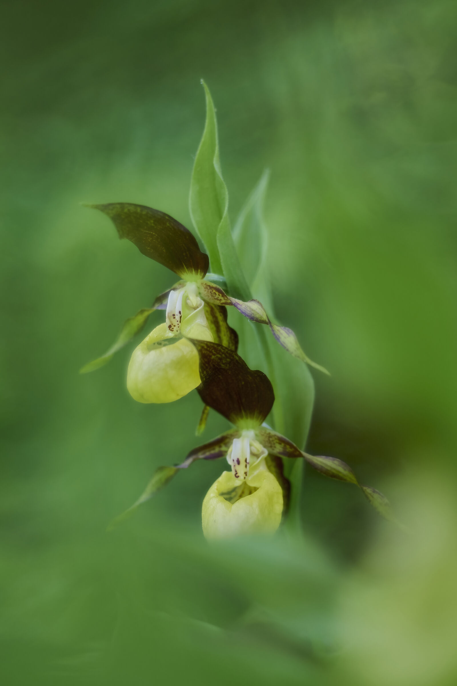 Cypripedium calceolus