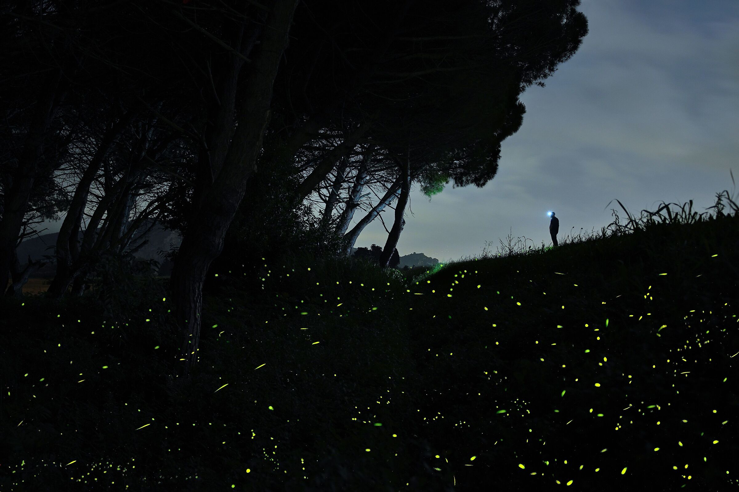 Twilight Activity