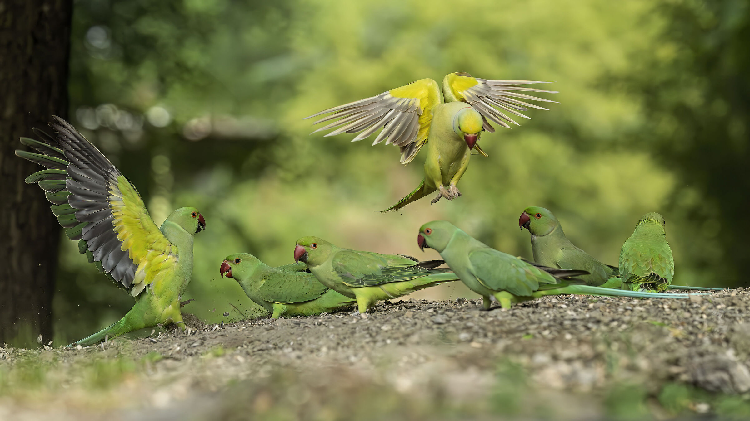 The arem of the yellow male