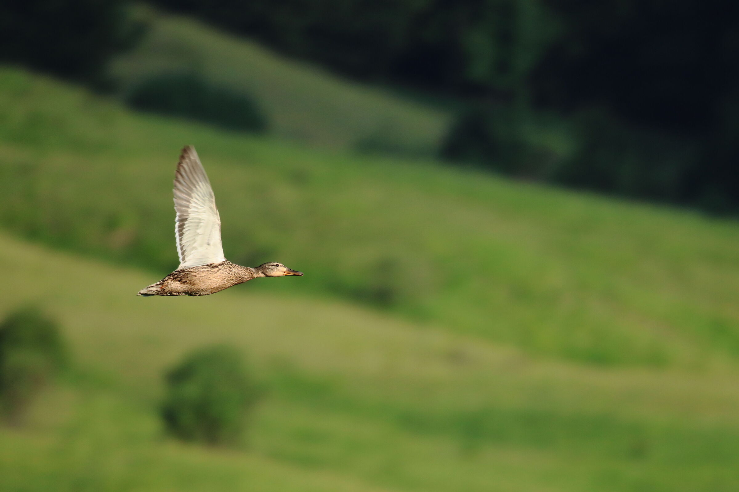 Germano in flight