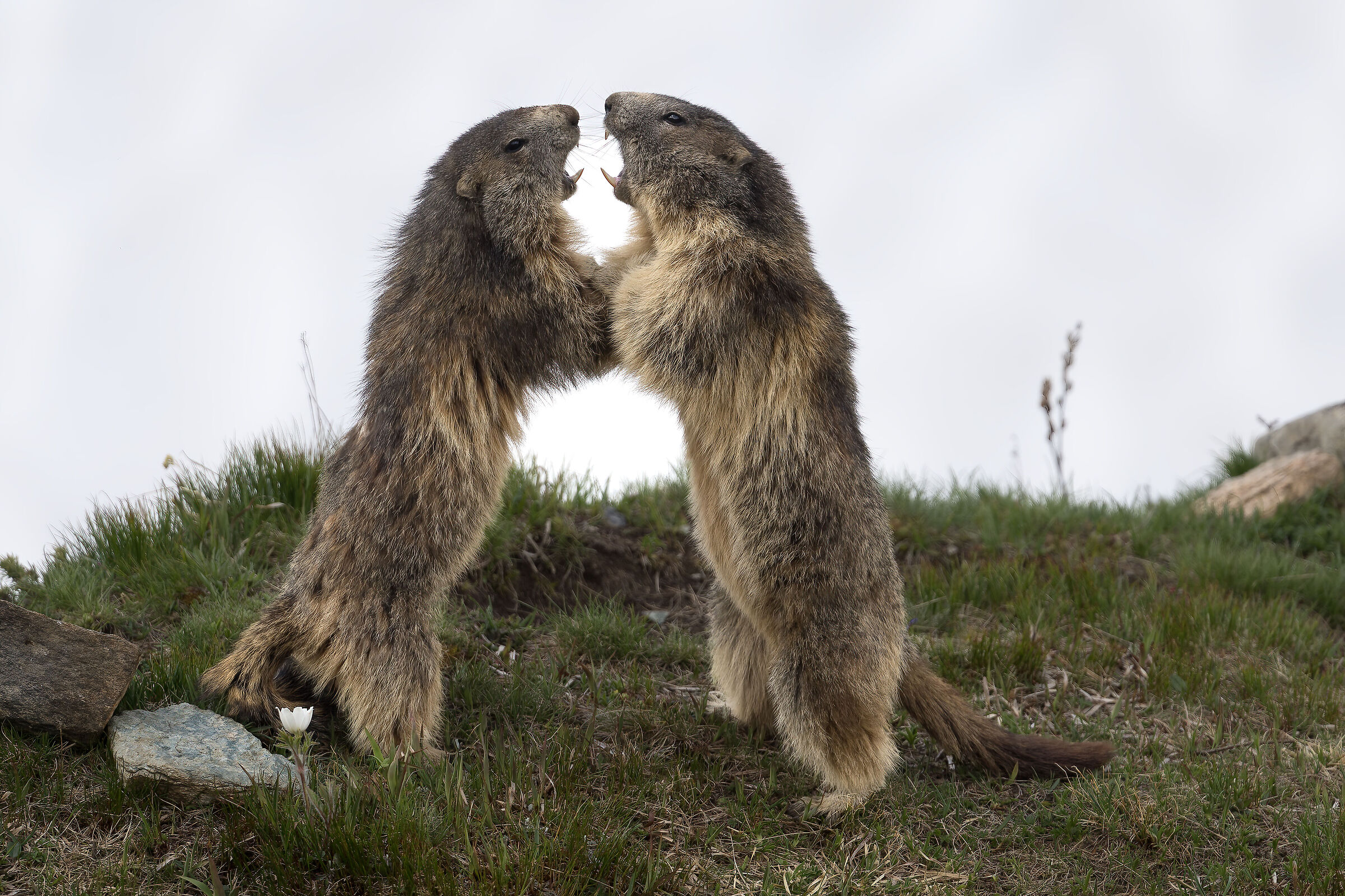 Marmot - Gran Paradiso National Park