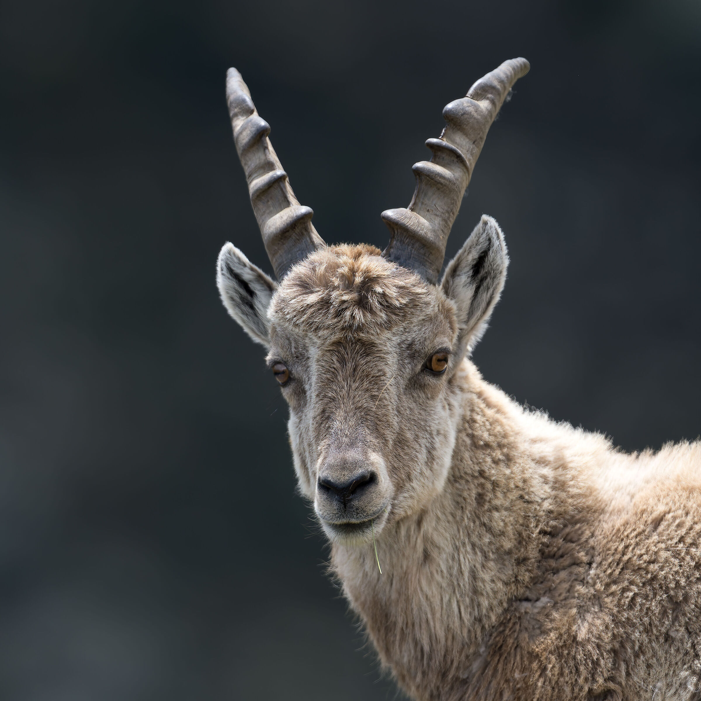 Ibex - Gran Paradiso National Park