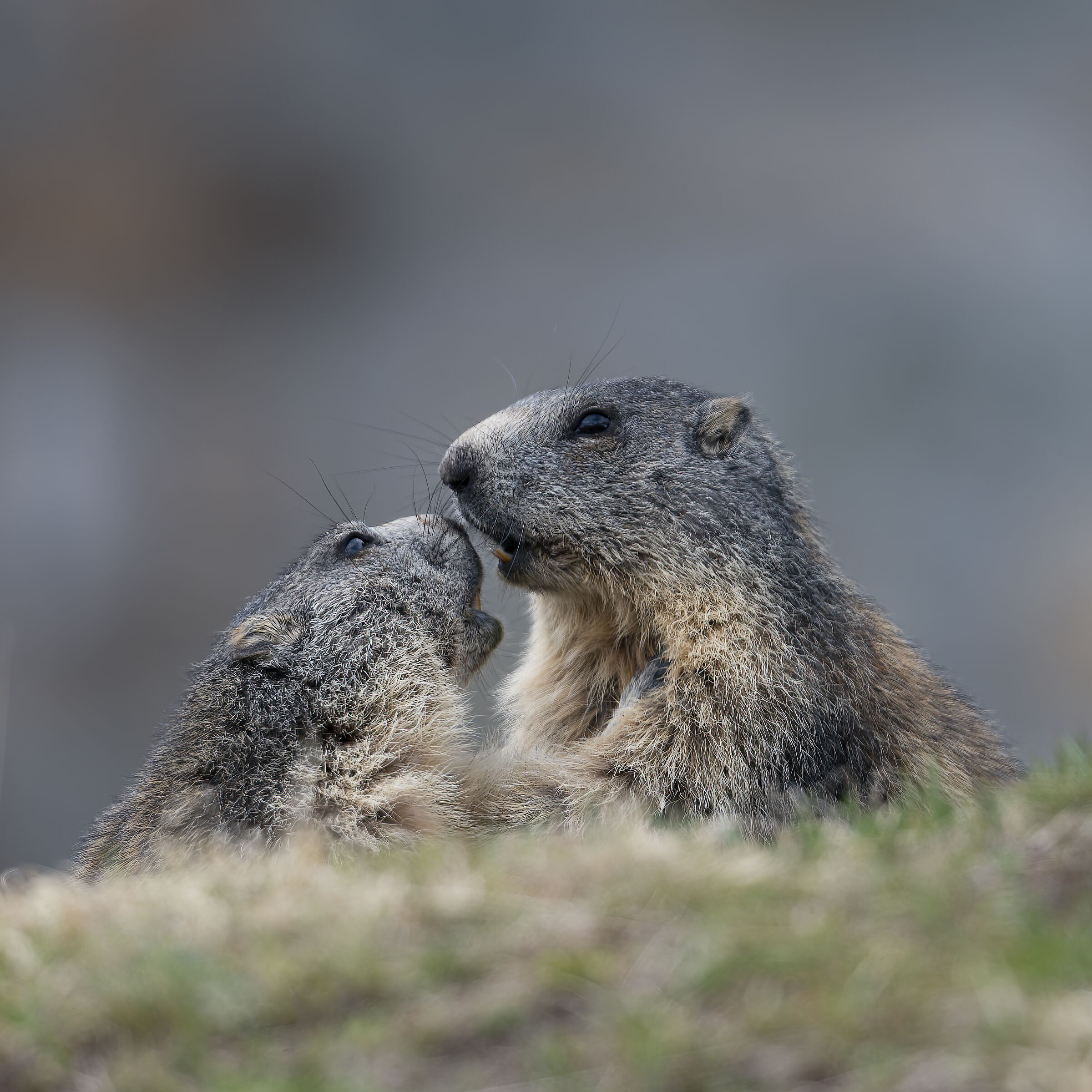 Marmotta - Gran Paradiso National Park