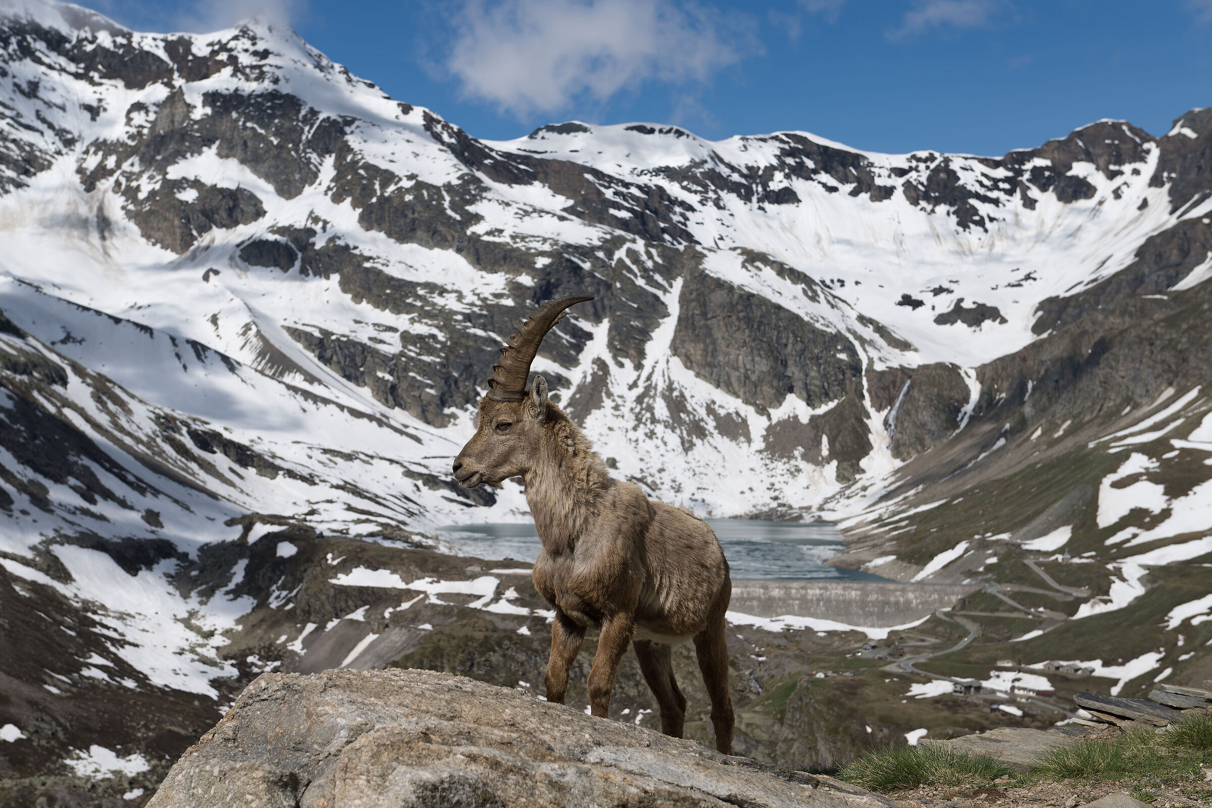 Ibex - Gran Paradiso National Park