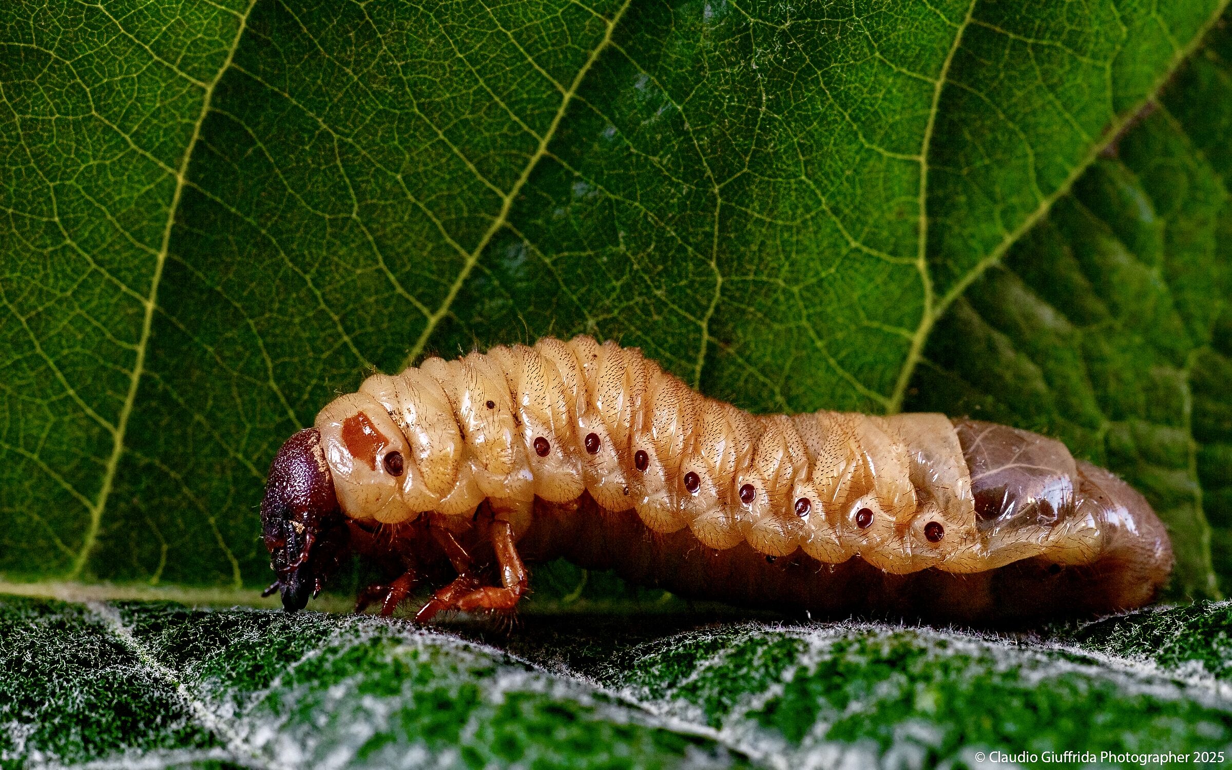 Bruco di Oryctes nasicornis (scarabeo rinoceronte)