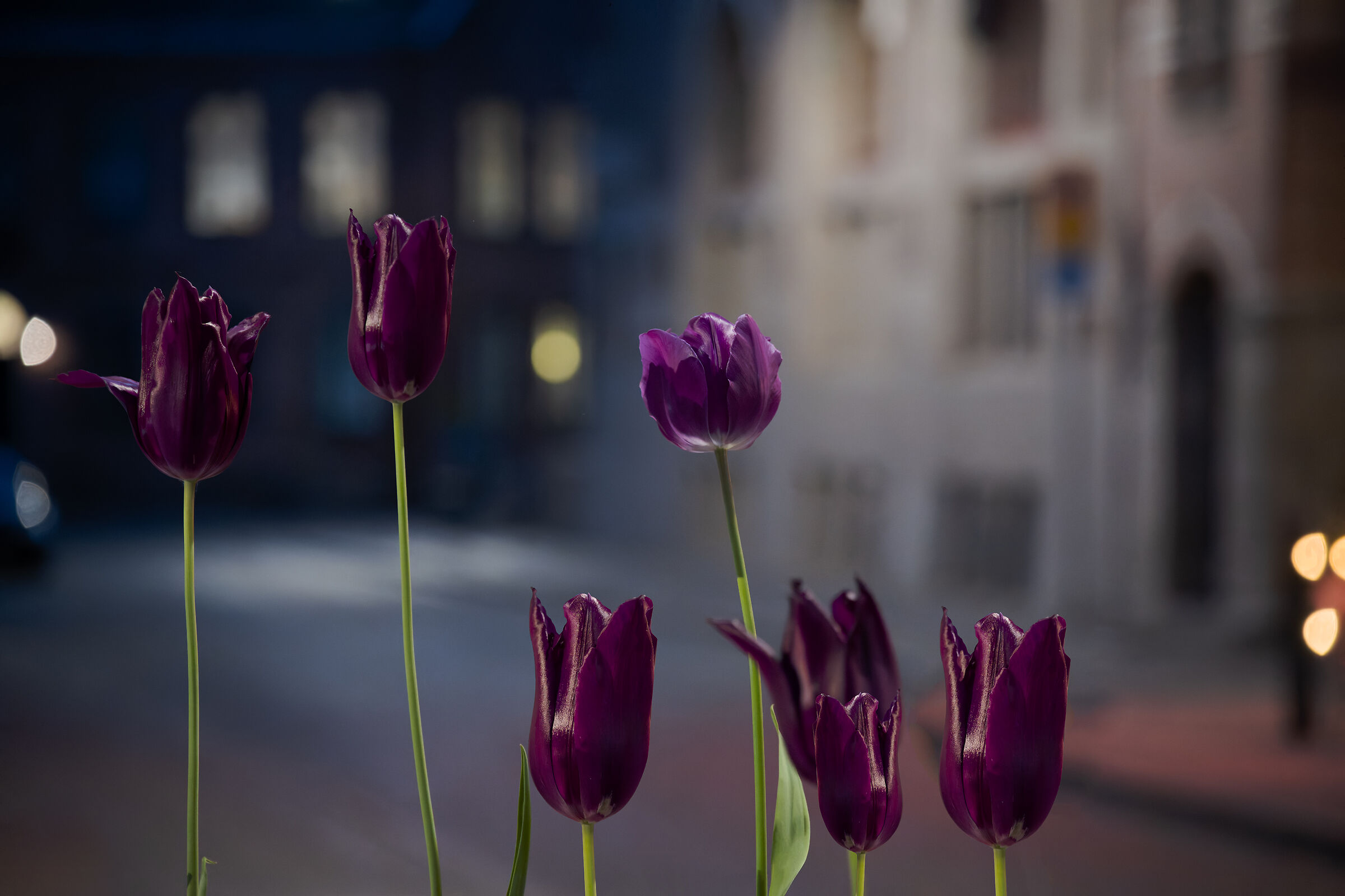 Tulips in the night