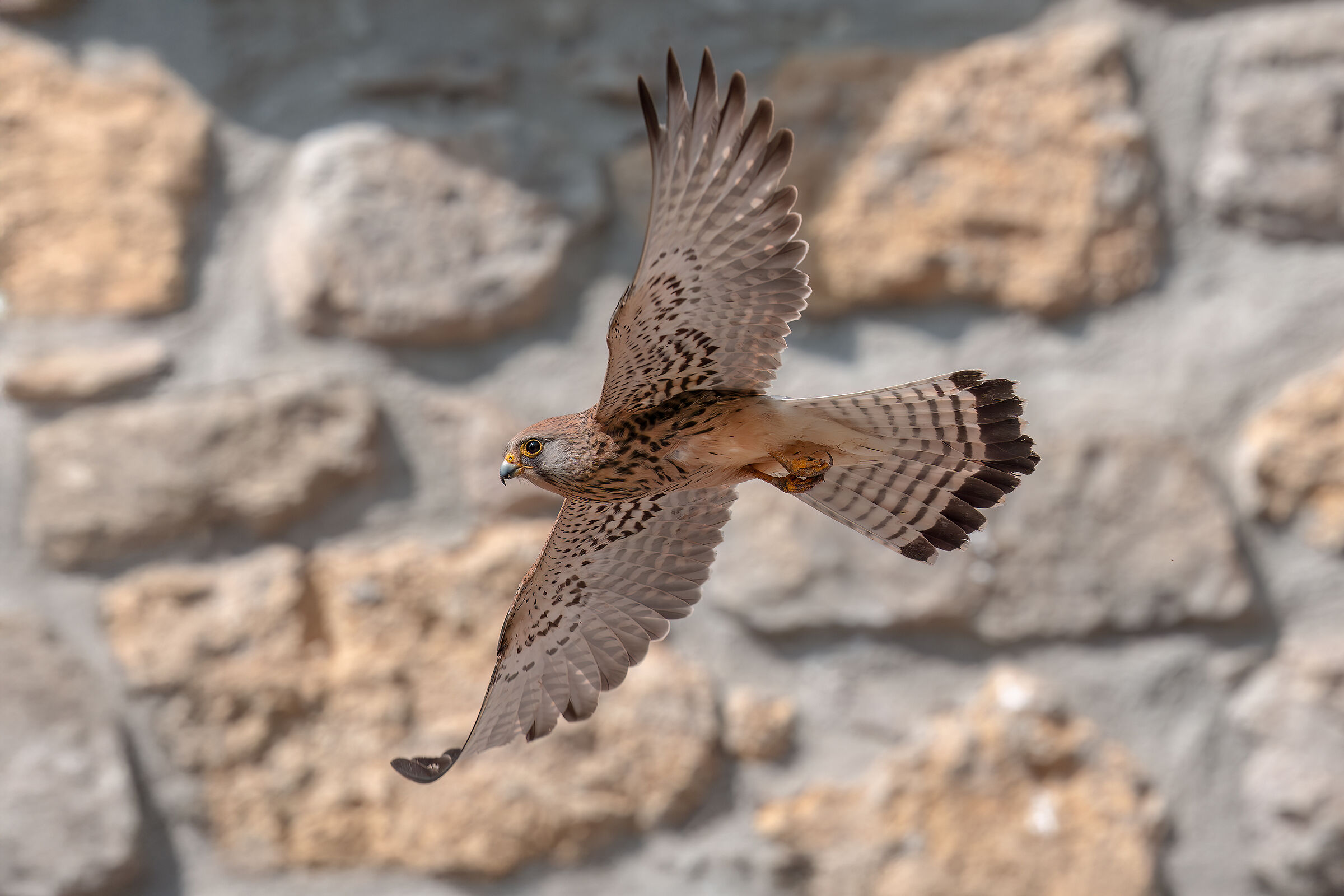 Lesser Kestrel