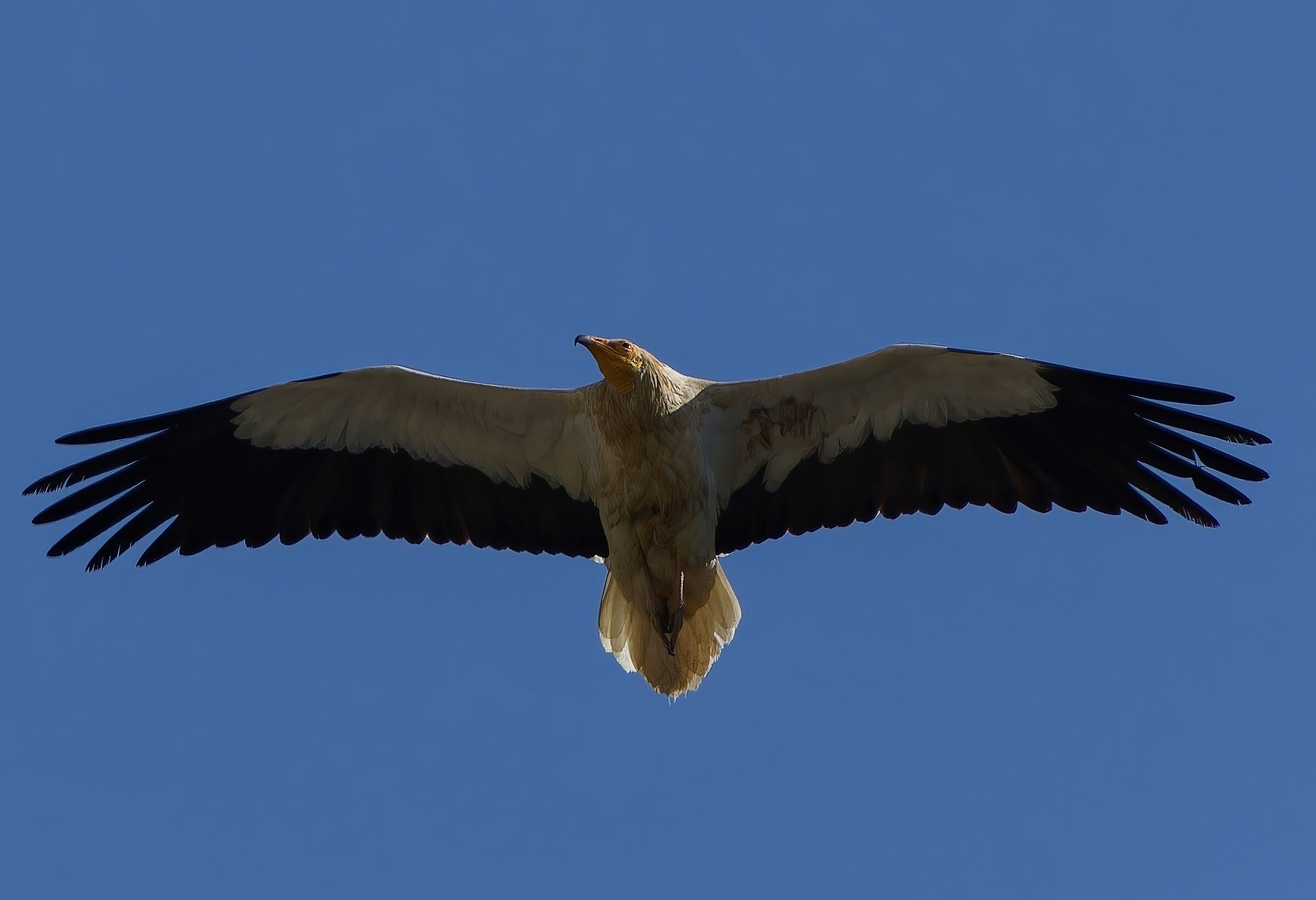 White scavenger vulture