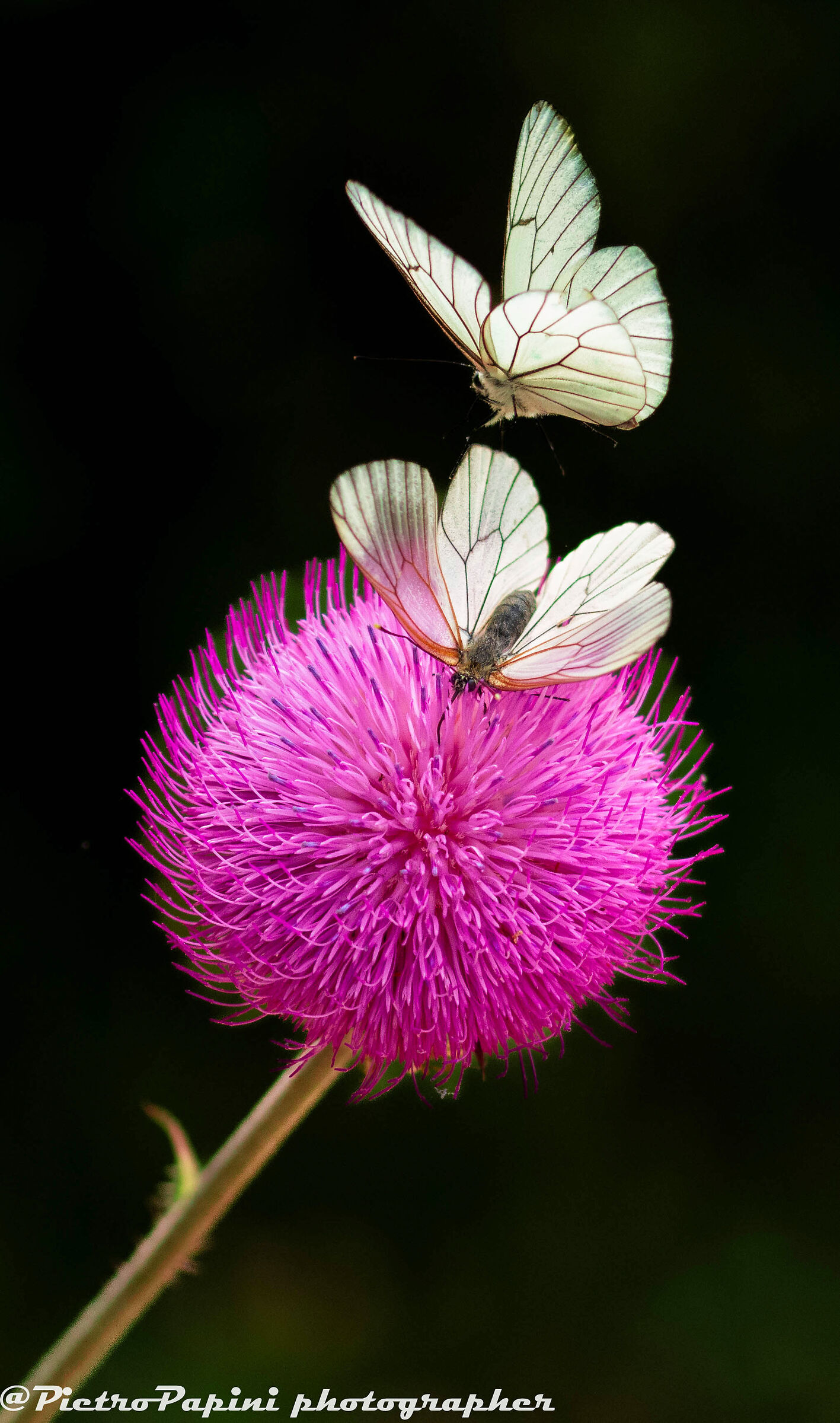 Two aporia crataegi on thistle flower